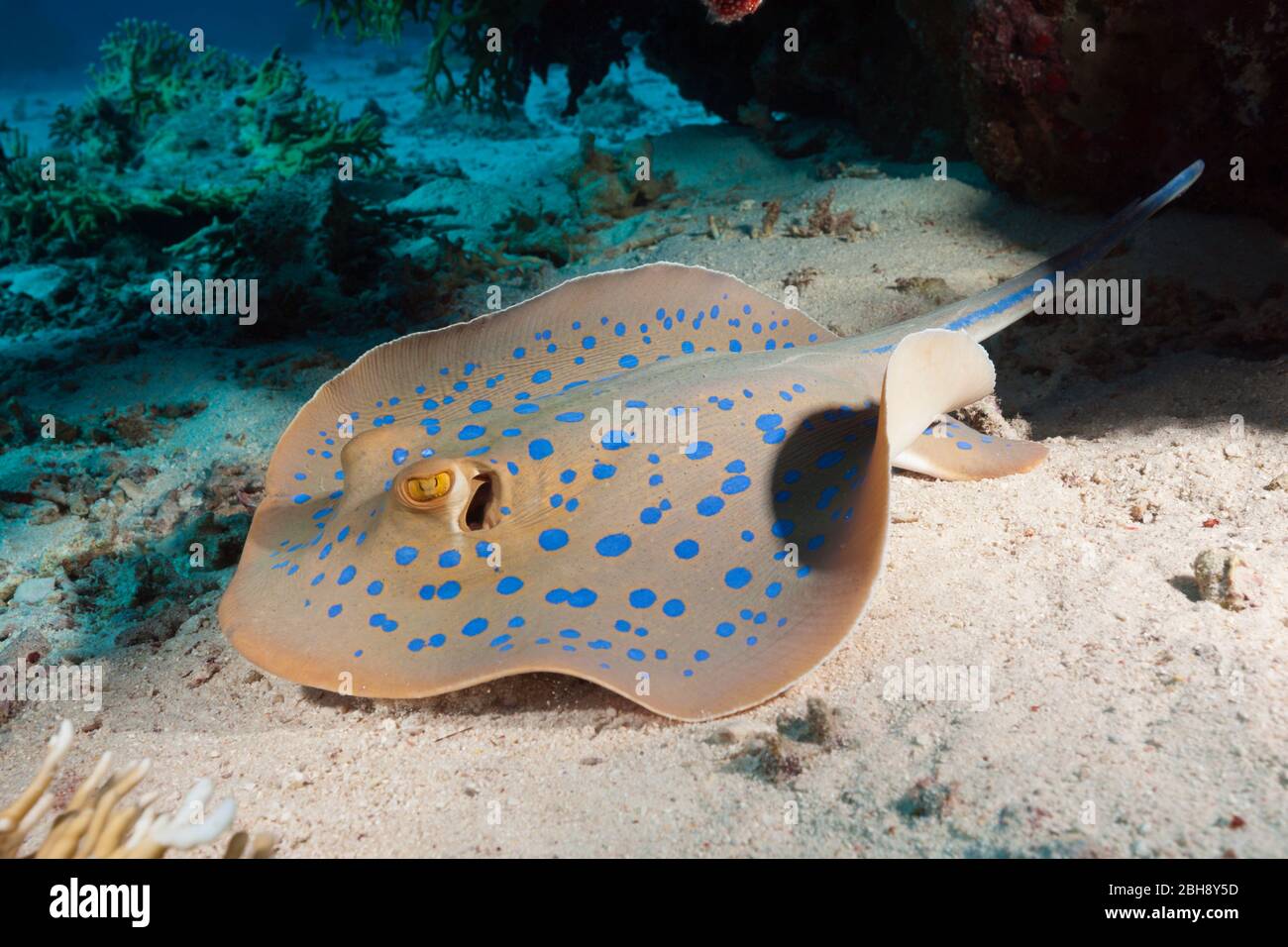 Ribbontail Bluespotted Ray, Taenura lymma, l'île de Giftun, Red Sea, Egypt Banque D'Images