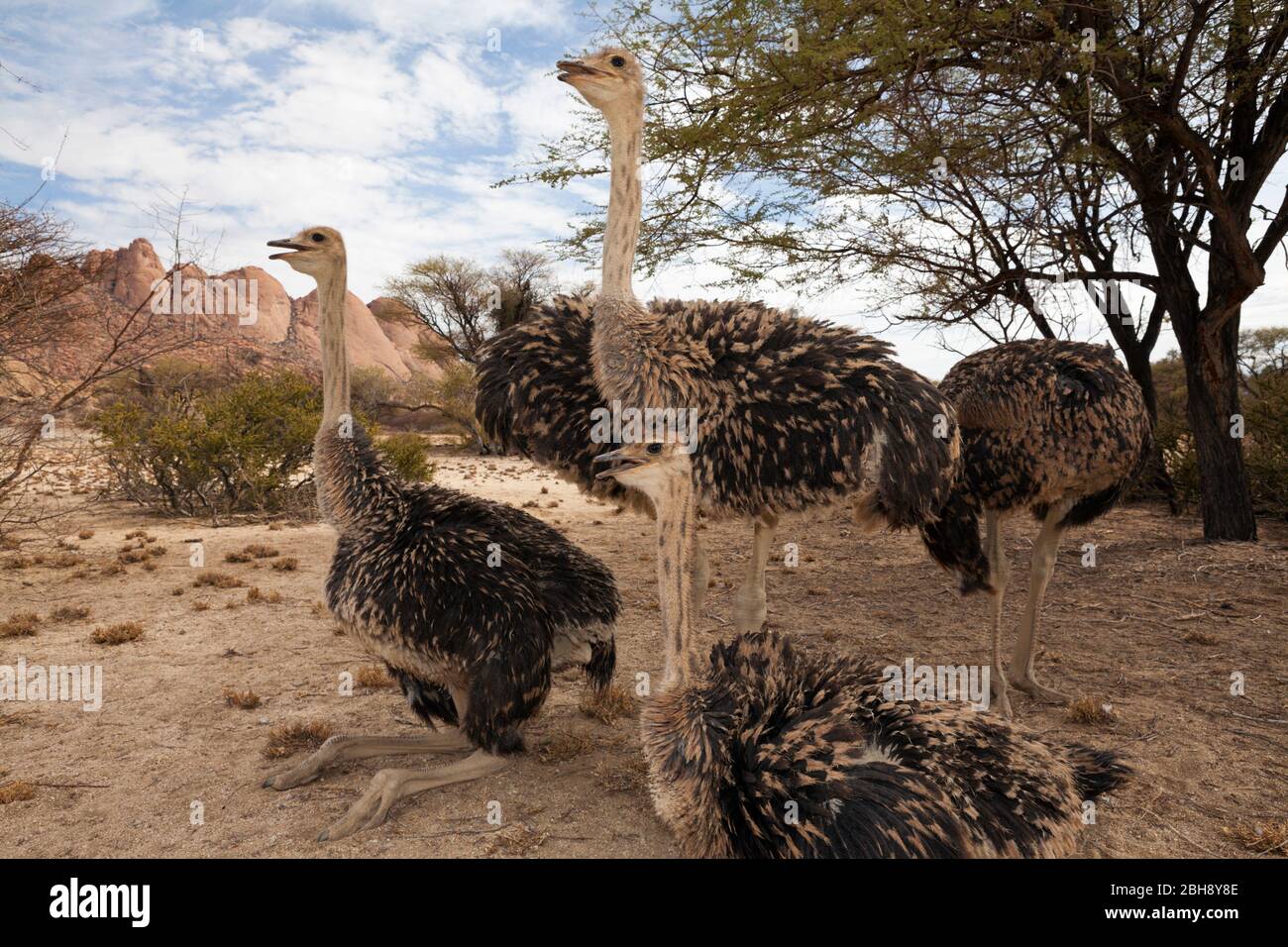 Groupe d'autruche d'Afrique du Sud, Struthio camelus australis, Spitzkoppe, Namibie Banque D'Images