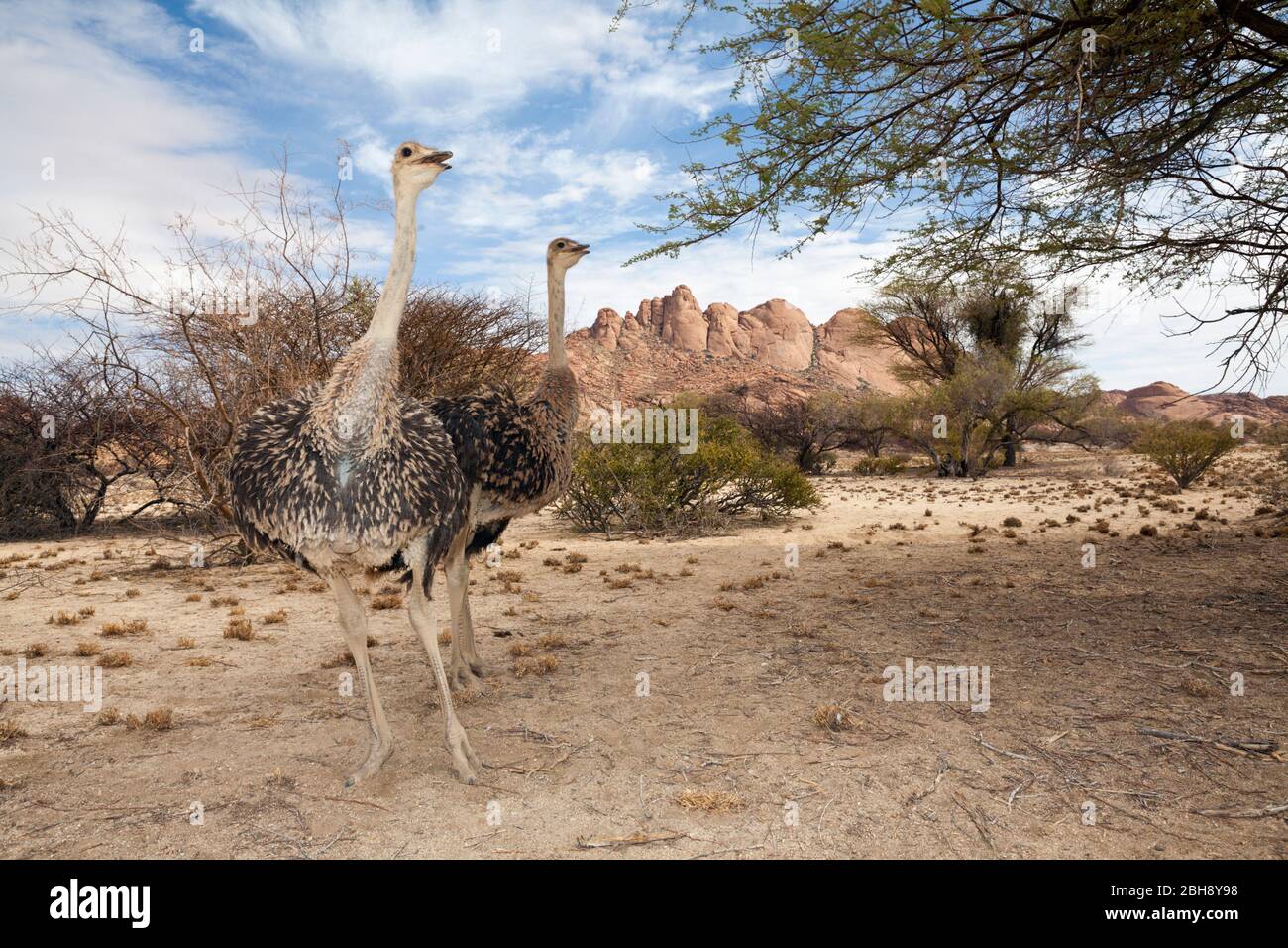 Autruche d'Afrique du Sud, Struthio camelus australis, Spitzkoppe, Namibie Banque D'Images