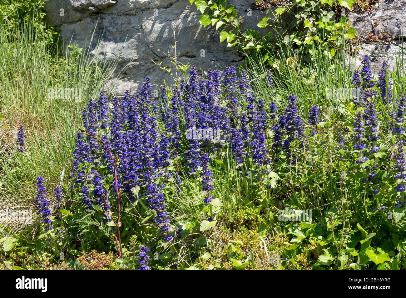 Allemagne, Bade-Wurtemberg, Günsel, Ajuga genevensis, auch Heide-Günsel genannt, Fundort Schwäbische Alb Banque D'Images