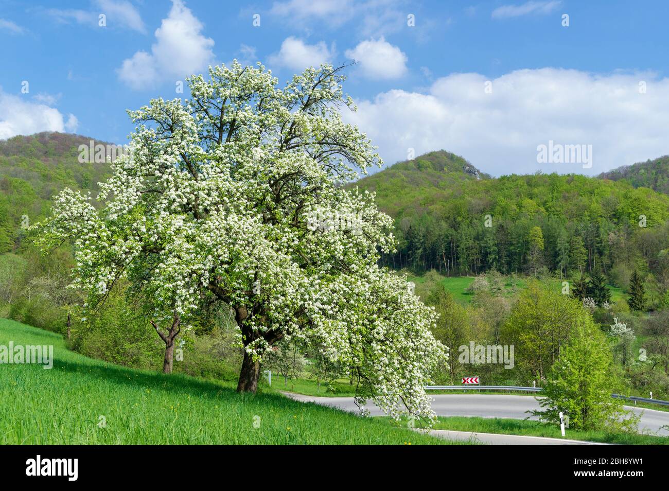 Allemagne, Bade-Wurtemberg, Eningen, blühender Birnbaum auf einer Wiese am Albtrauf Banque D'Images