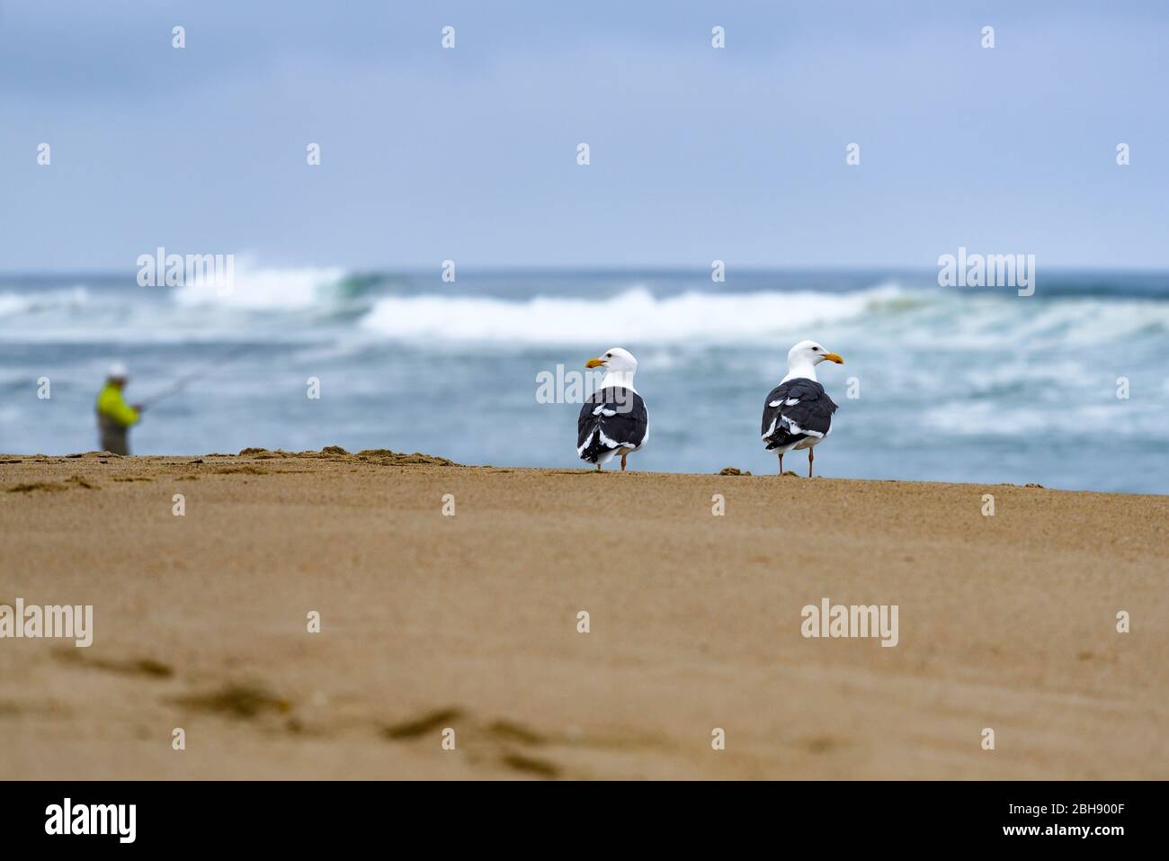 Zwei Möwen am Strand, rechts -und links schauend, Angler in der Brandung unscharf im hintergrund Banque D'Images