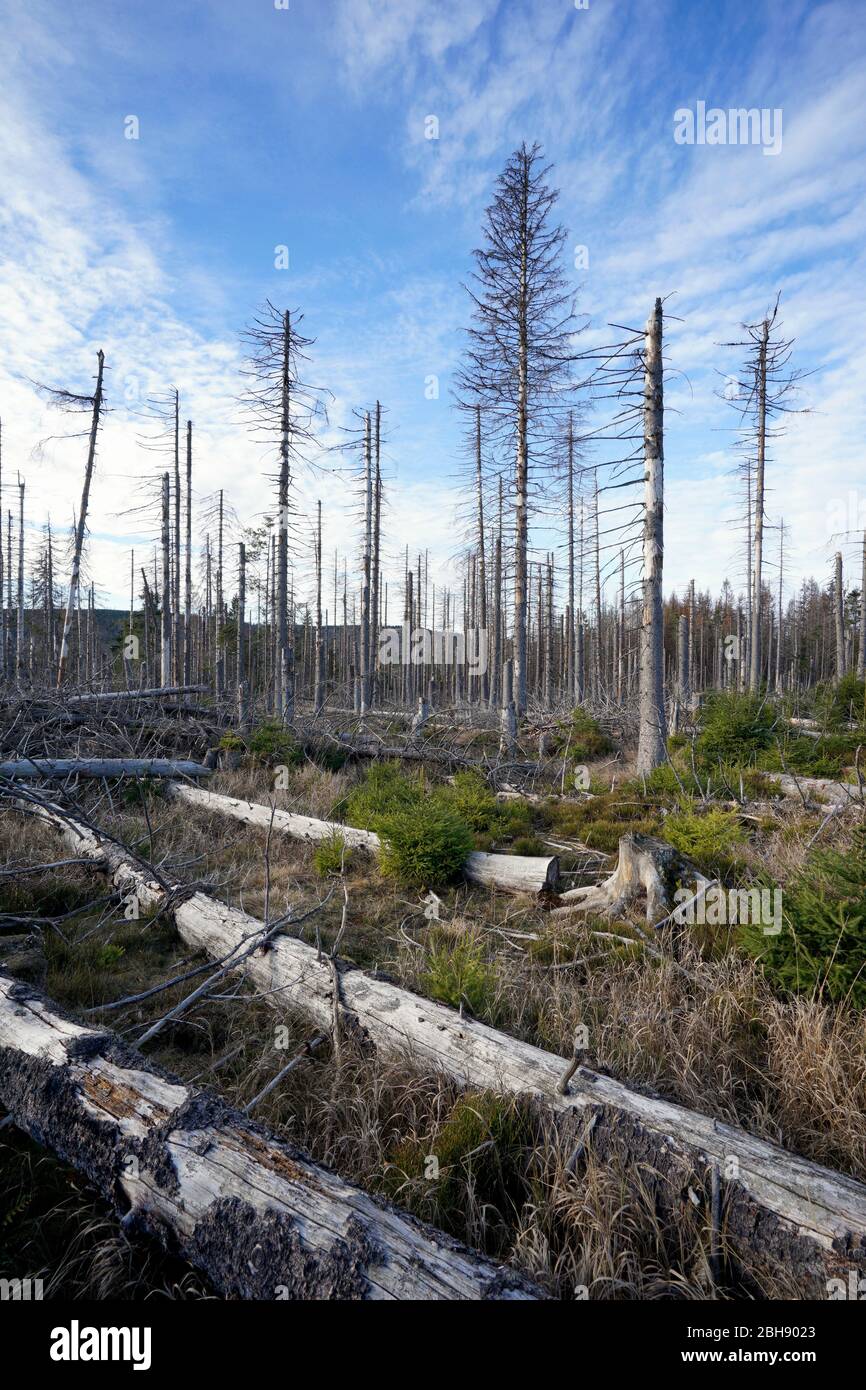 Allemagne, Niedersachsen, Mittelgebirge, Harz, Burch Borkenkäferbefall abgestorbener Fichtenbestand im Nationalpark Harz bei Torfhaus Banque D'Images