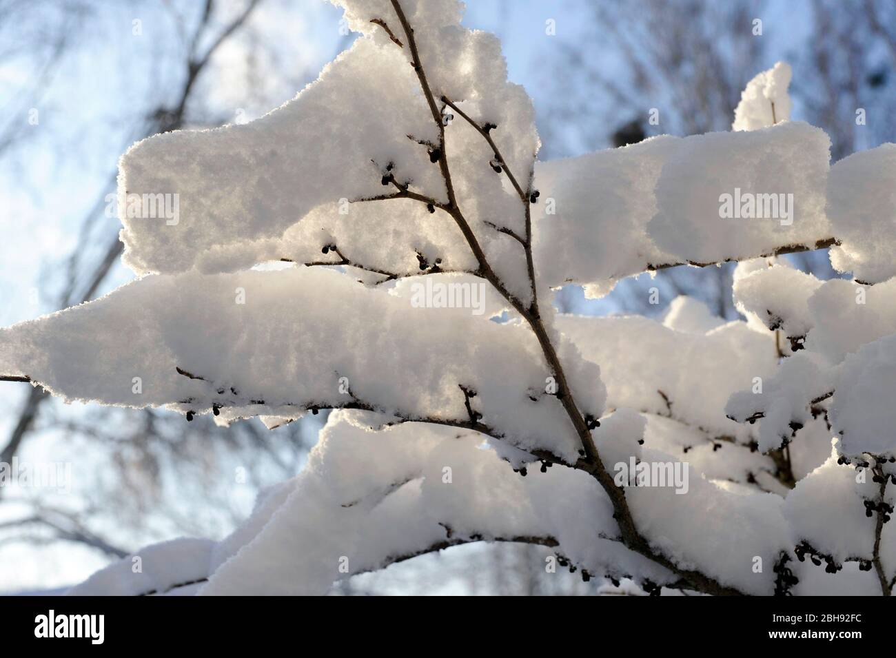 Des plantations de neige dans le jardin en hibernation Banque D'Images