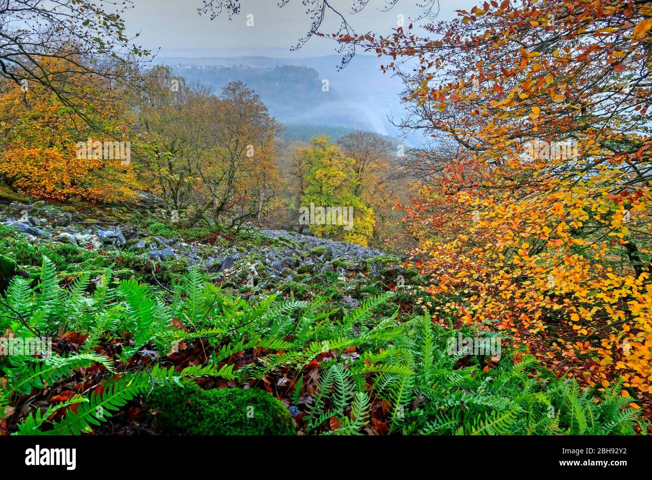 Rochers sur le Maunert à Kastel-Staadt, Saartal, Rhénanie-Palatinat, Allemagne Banque D'Images