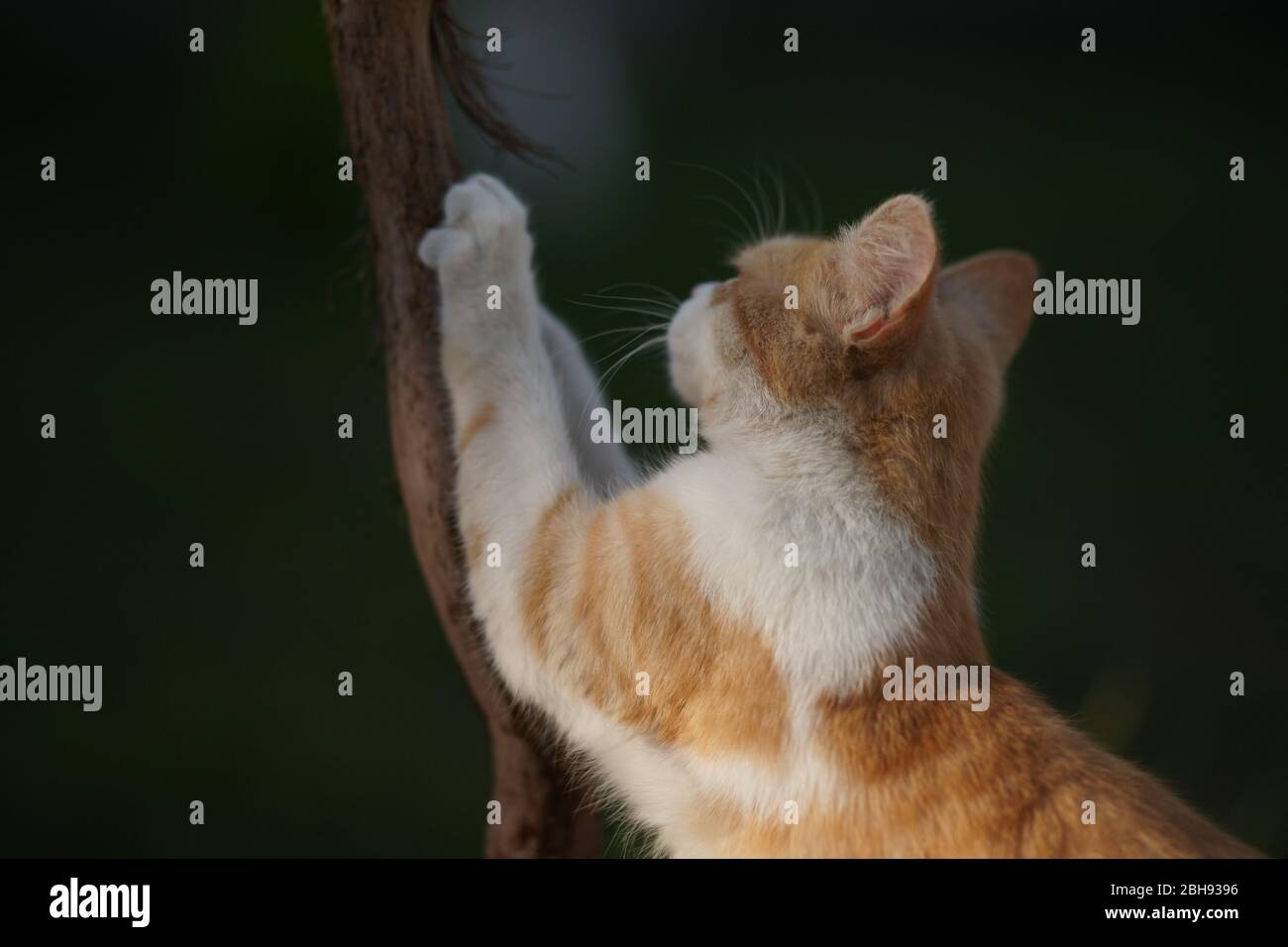 Le Chat De Gingembre Aiguise Ses Griffes Sur Le Tronc Du Raisin Arbre De Rayures Pet Avec Griffes Photo Stock Alamy