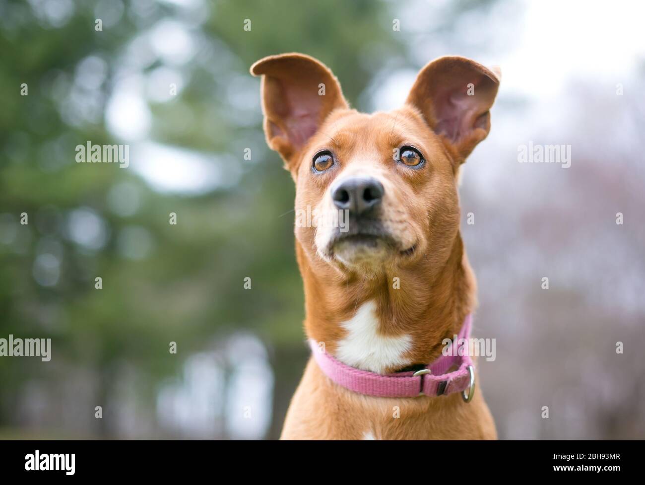 Gros plan sur un chien de race mixte rouge et blanc avec de grandes oreilles à l'extérieur Banque D'Images