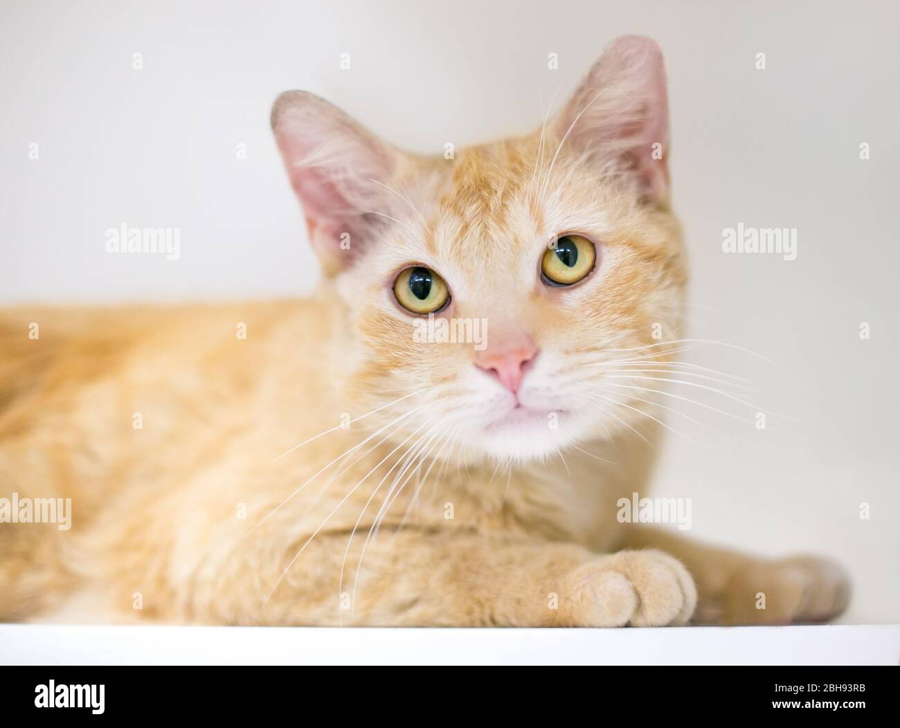 Un jeune chat de shorthair domestique tabby orange dans une position détendue Banque D'Images