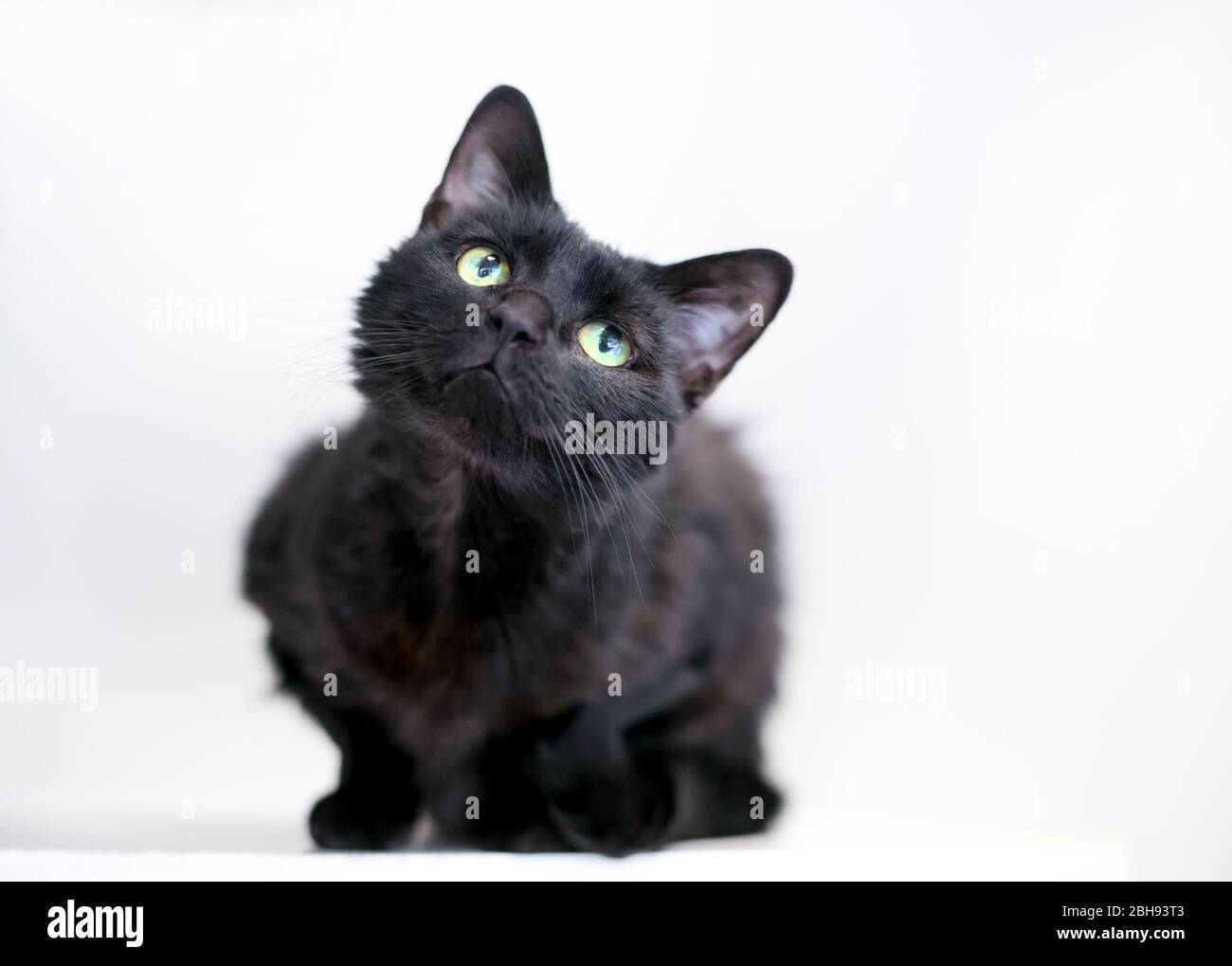 Un chat de shorthair domestique noir assis dans une position crouchée et inclinant sa tête avec une expression curieuse Banque D'Images