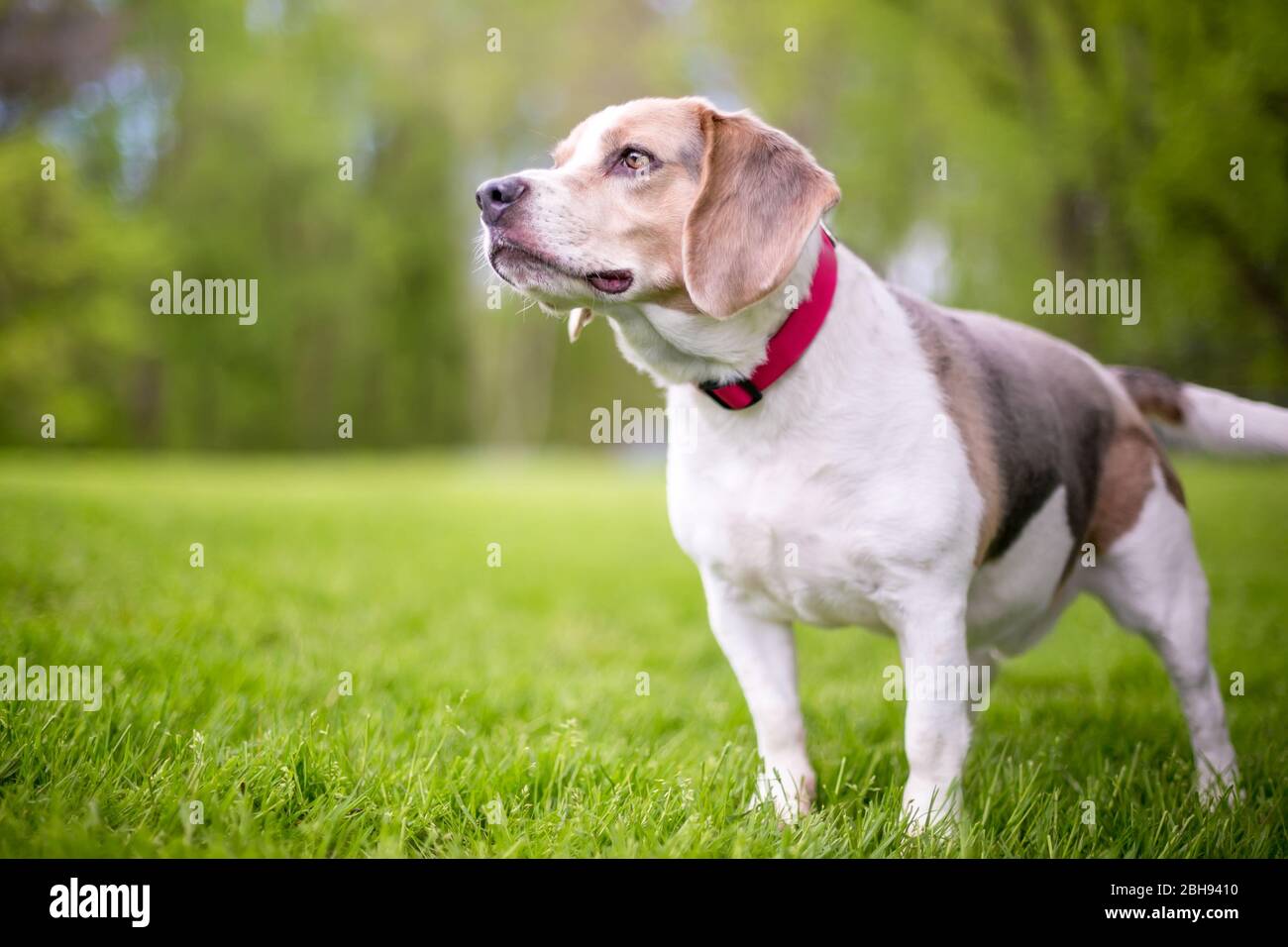 Un chien de Beagle portant un col rouge debout à l'extérieur Banque D'Images