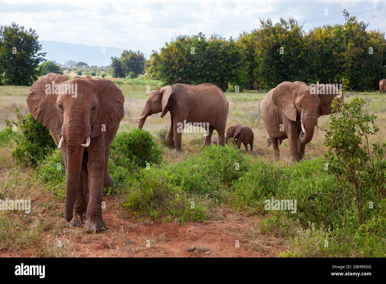 Une famille d'éléphants dans la brousse du parc national de samburu Banque D'Images