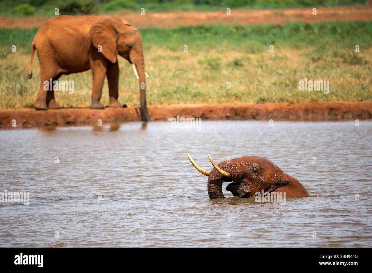 Un gros éléphant rouge prendre un bain dans le trou d'eau Banque D'Images