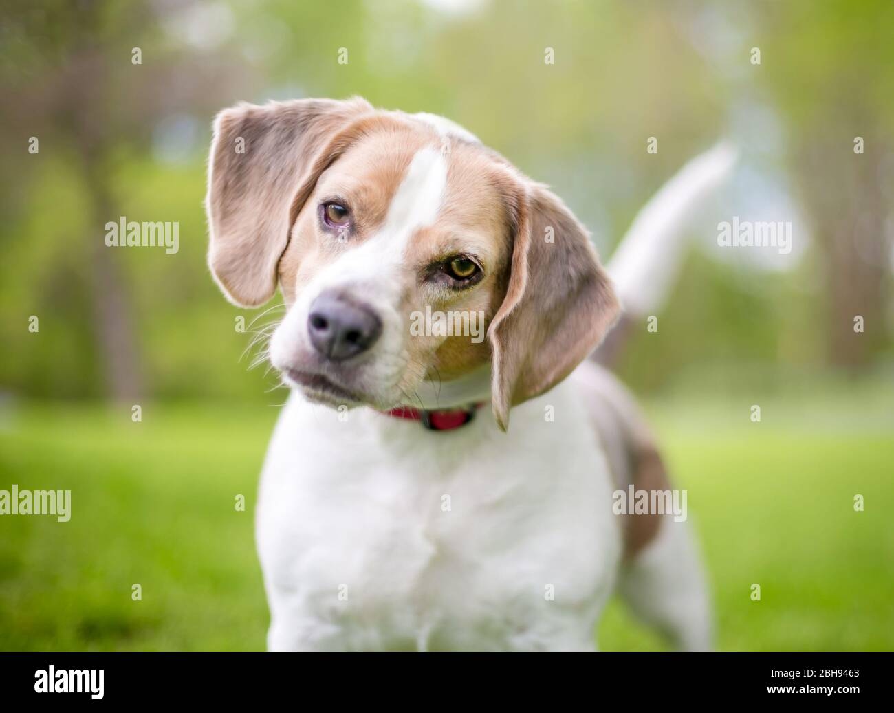 Un chien de Beagle avec une expression curieuse, en écoutant avec une inclinaison de la tête Banque D'Images