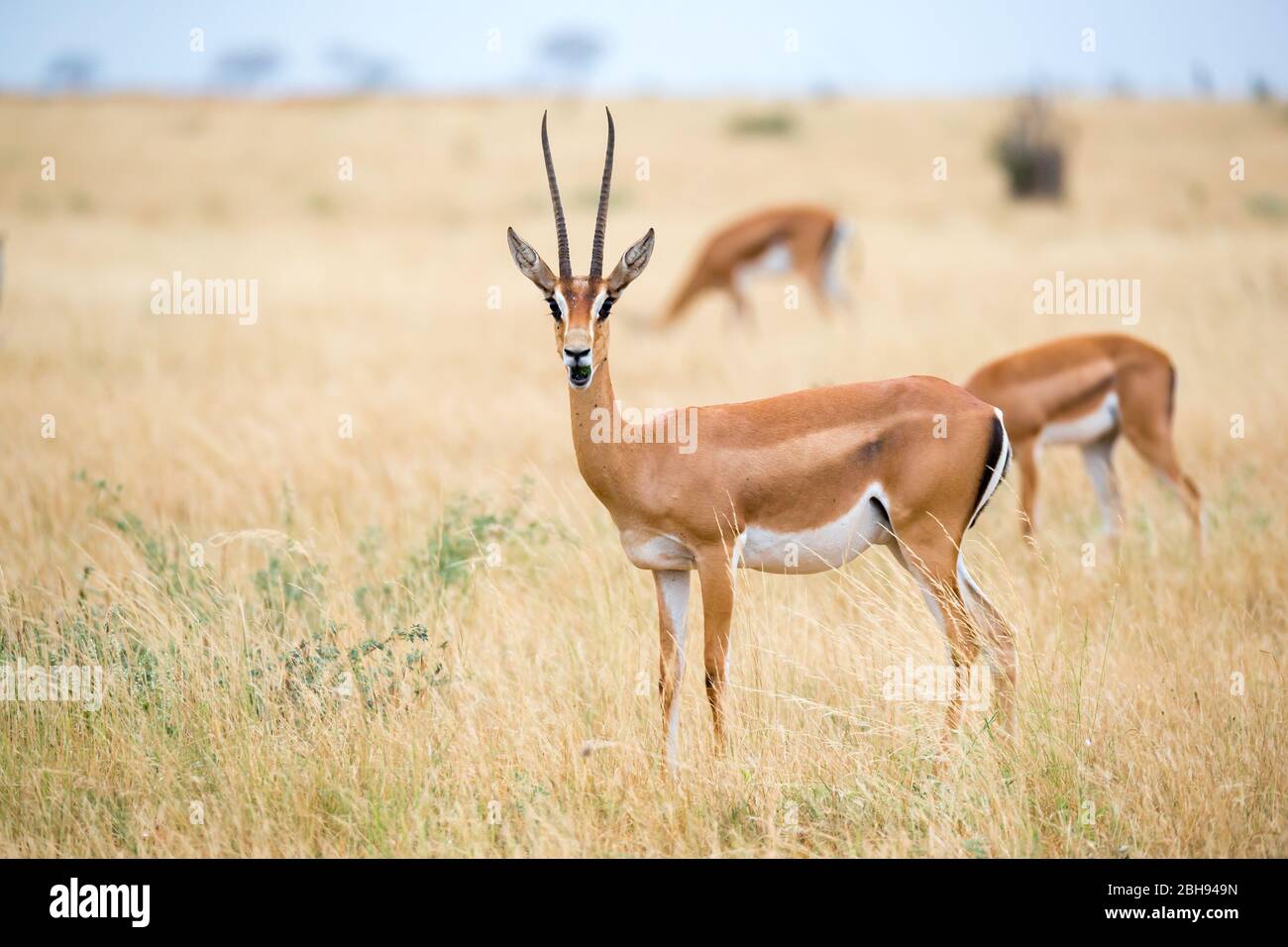 Antilopes dans la prairie de la savane du Kenya Banque D'Images