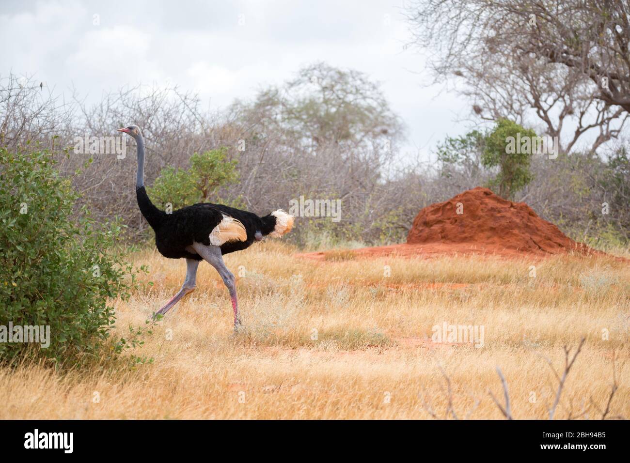 Un autruche dans le paysage de la savane au Kenya Banque D'Images