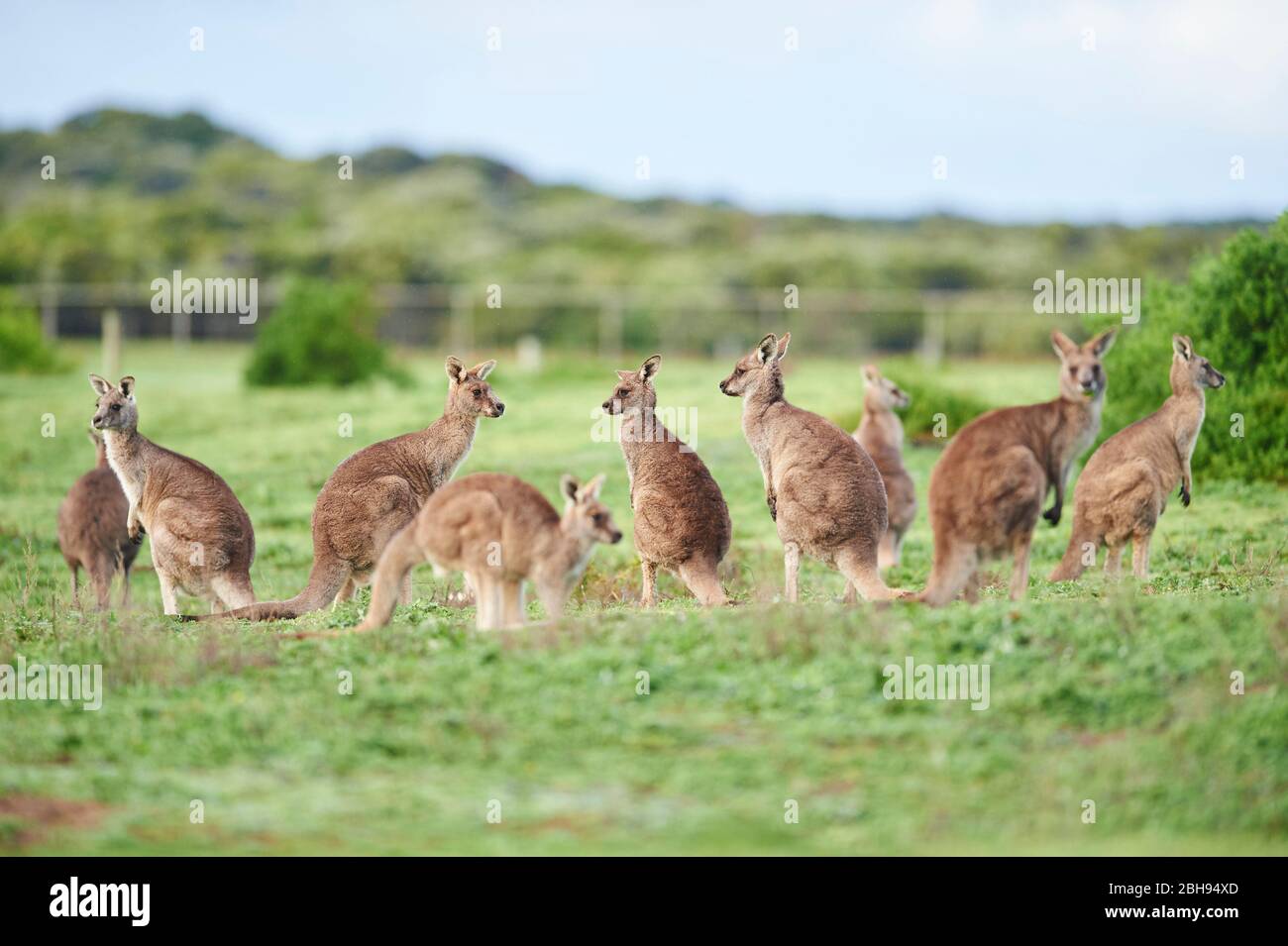 Kangaroo gris oriental (Macropus giganteus), pré, latéral, debout Banque D'Images