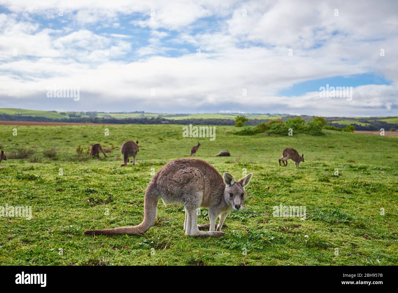 Kangourous gris de l'est (Macropus giganteus), prairie, latéralement, debout, regardant l'appareil photo Banque D'Images