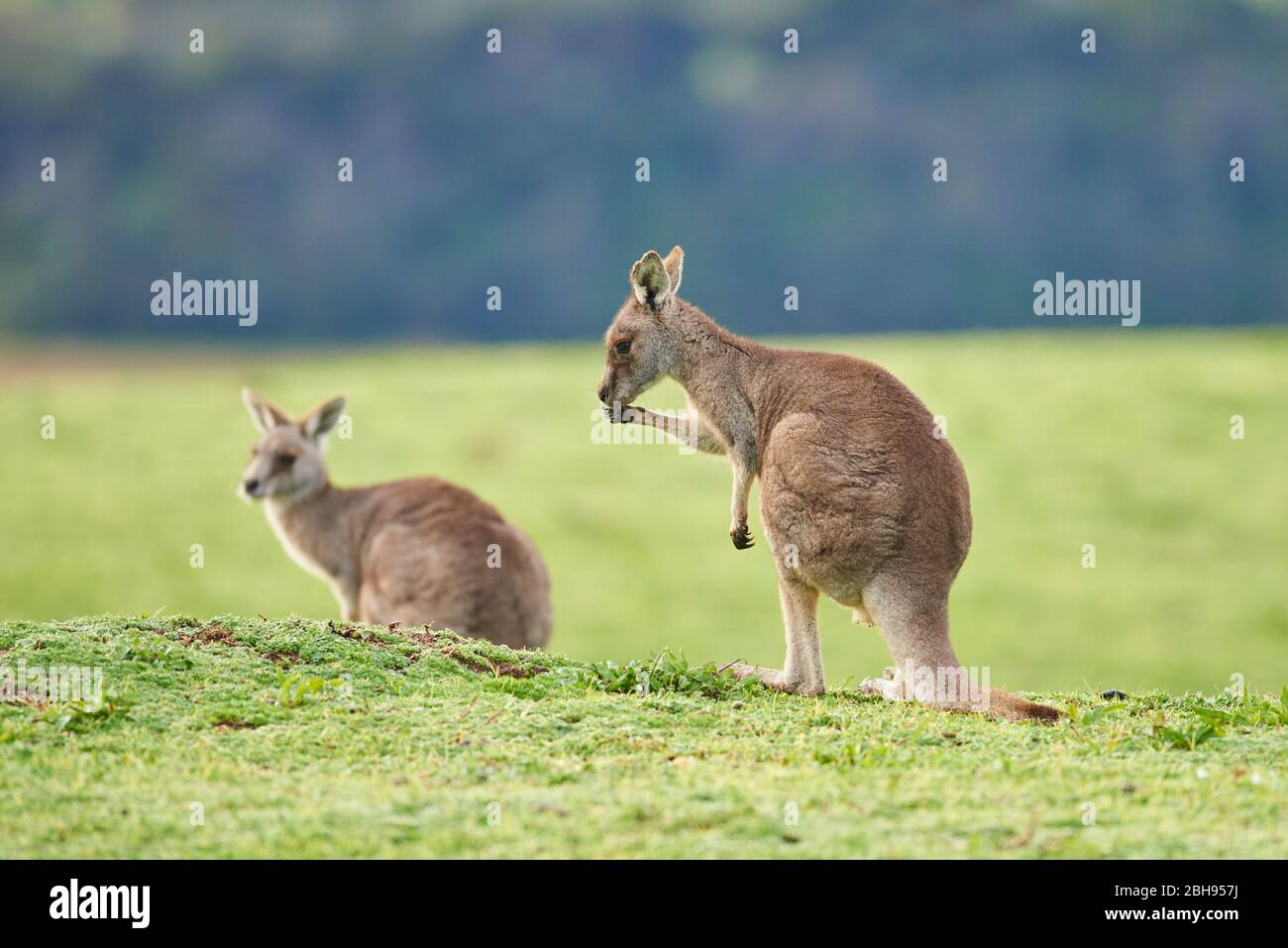Kangaroo gris oriental (Macropus giganteus), pré, latéral, debout Banque D'Images