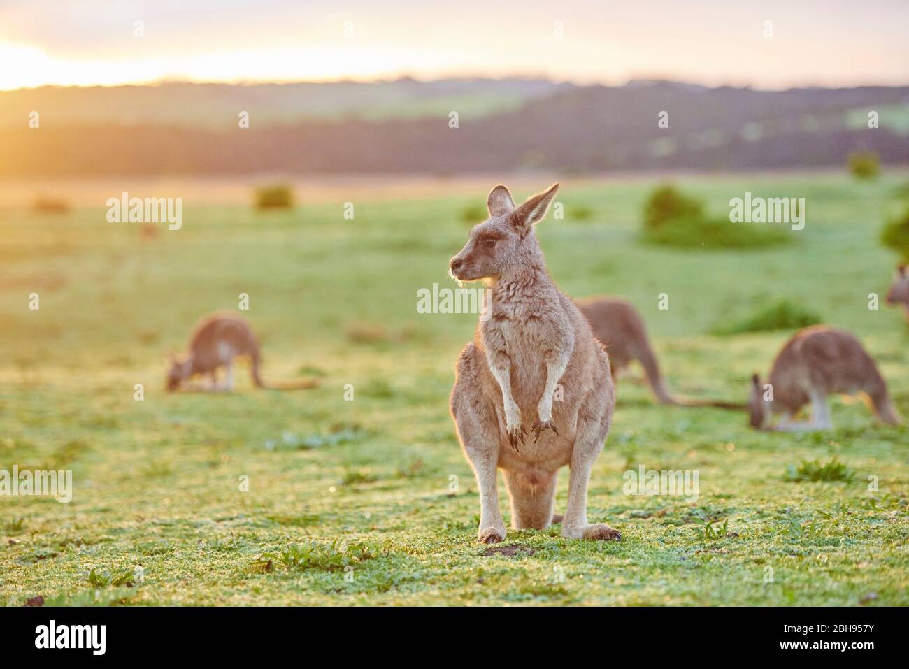 Kangaroo gris oriental (Macropus giganteus), pré, latéral, debout Banque D'Images