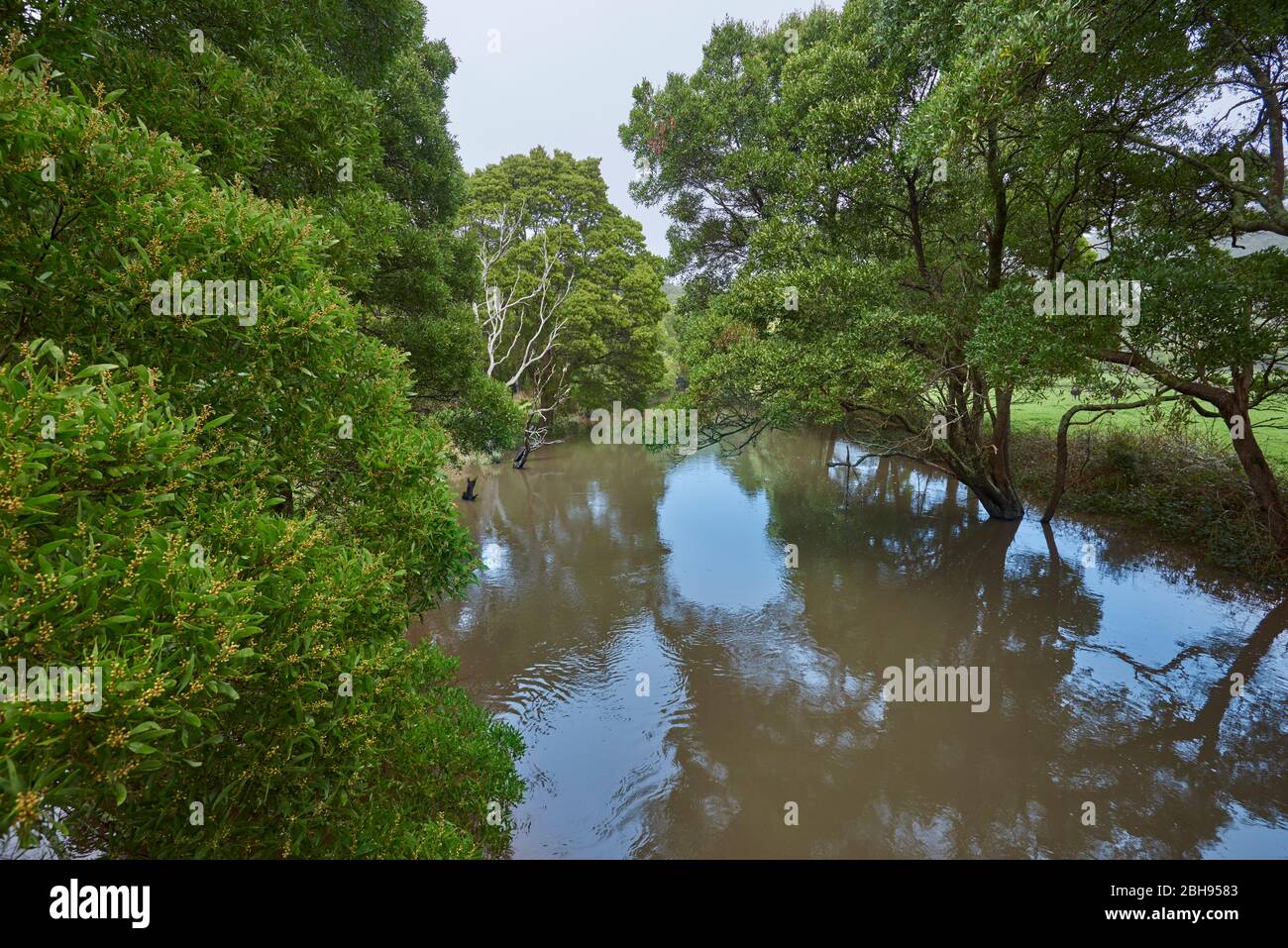 Paysage, rivière, Parc national de Great Otway, Victoria, Australie, Océanie Banque D'Images