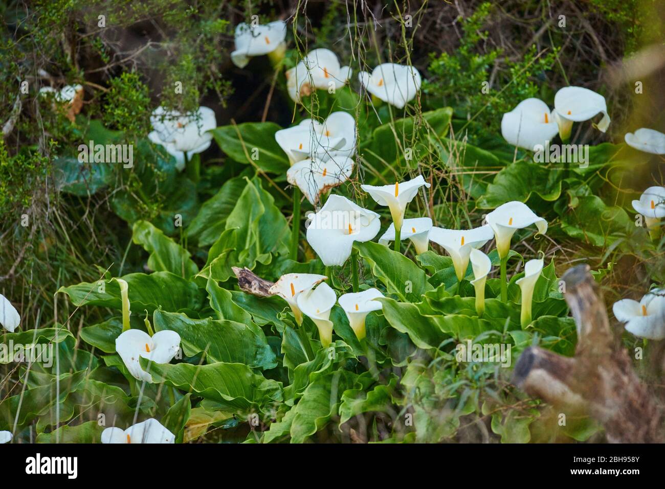 Nénuphars sauvages (Calla palustris), fleurs, Victoria, Australie Banque D'Images