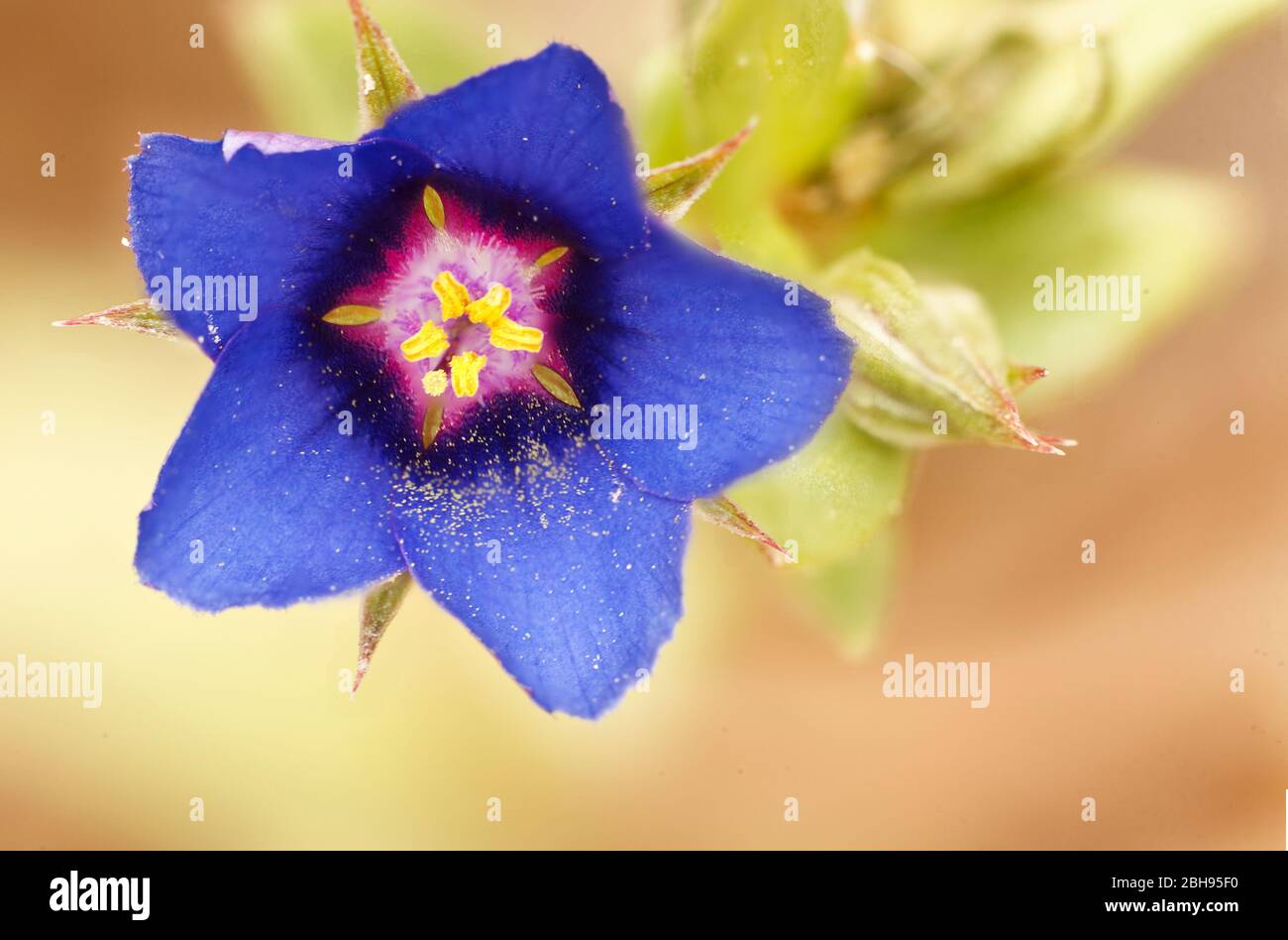 Lysimachia arvensis, nom commun scarlet pimpernel. Banque D'Images