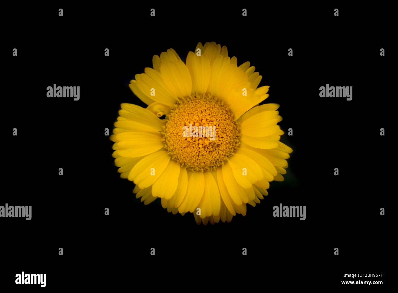 Le marigold du désert (Baileya multiradiata) a fait des points sur le sud-ouest américain au printemps. Banque D'Images