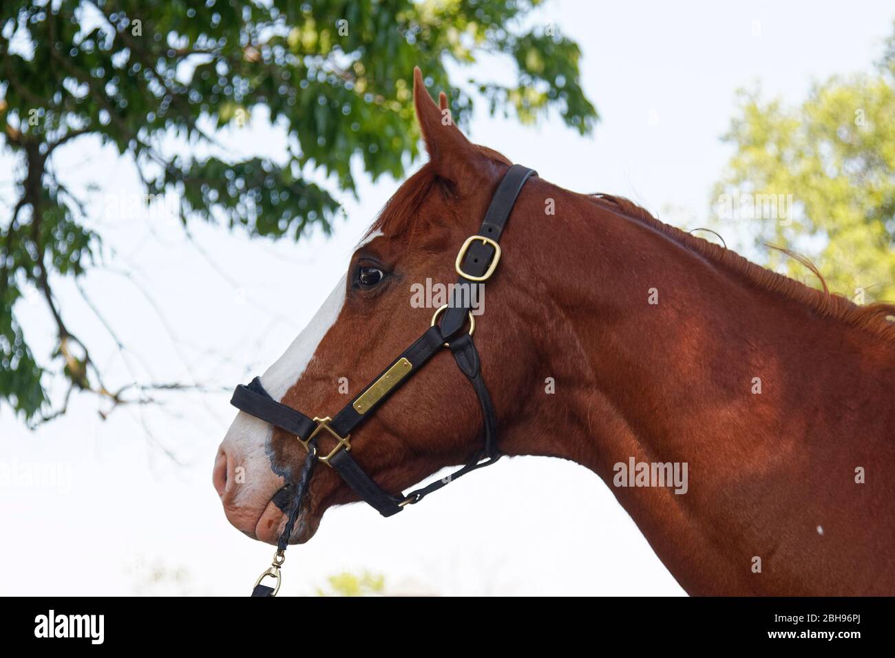 Portrait de cheval, tête, cou, vue latérale, équine, marron, halter, plaque signalétique être un bono, gros plan, animal, Quarter Horse, Kentucky, KY, USA Banque D'Images