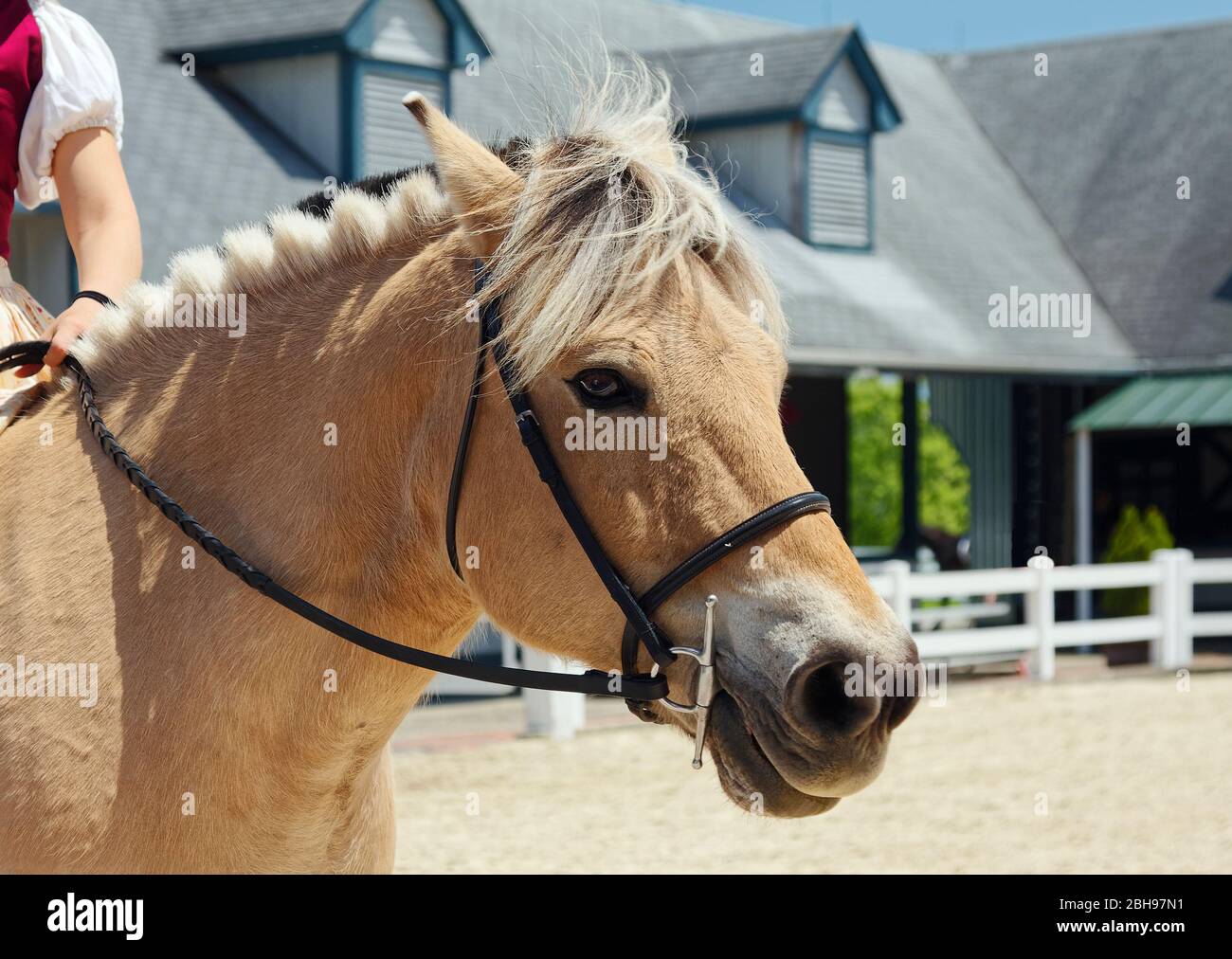 Portrait de cheval, tête, cou, vue latérale, équidés, tan, halter, homme coupé en pointes courtes, gros plan, animal, Kentucky Horse Park; USA, Lexington; KY, printemps Banque D'Images