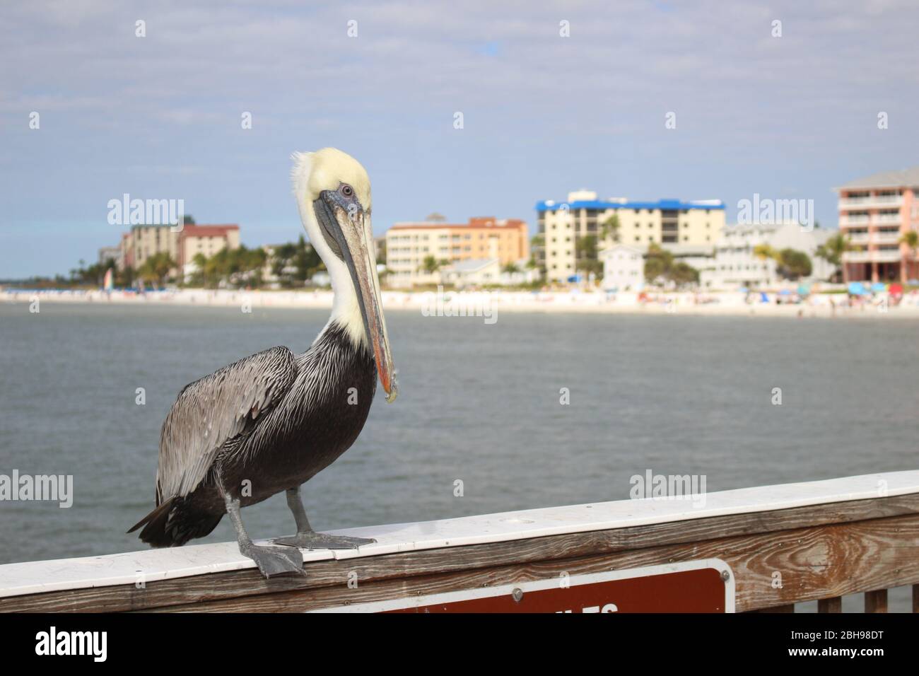 Floride, pélicane, santa monica, poire Banque D'Images