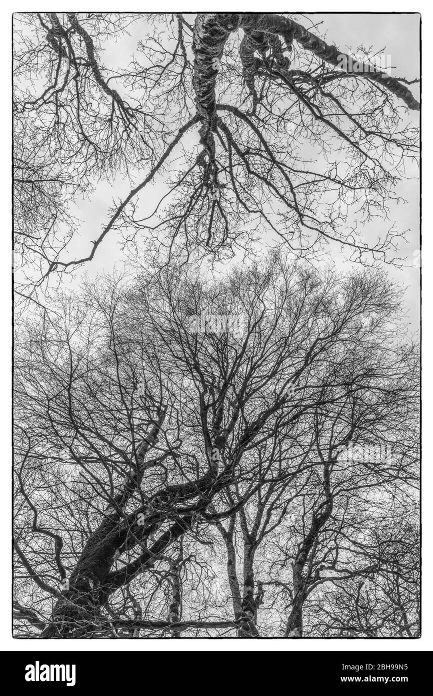 L'Azerbaïdjan, la kabbale, Gabala, Tufandag Ropeway, gare du téléphérique à 1920 mètres, les arbres, au début du printemps Banque D'Images