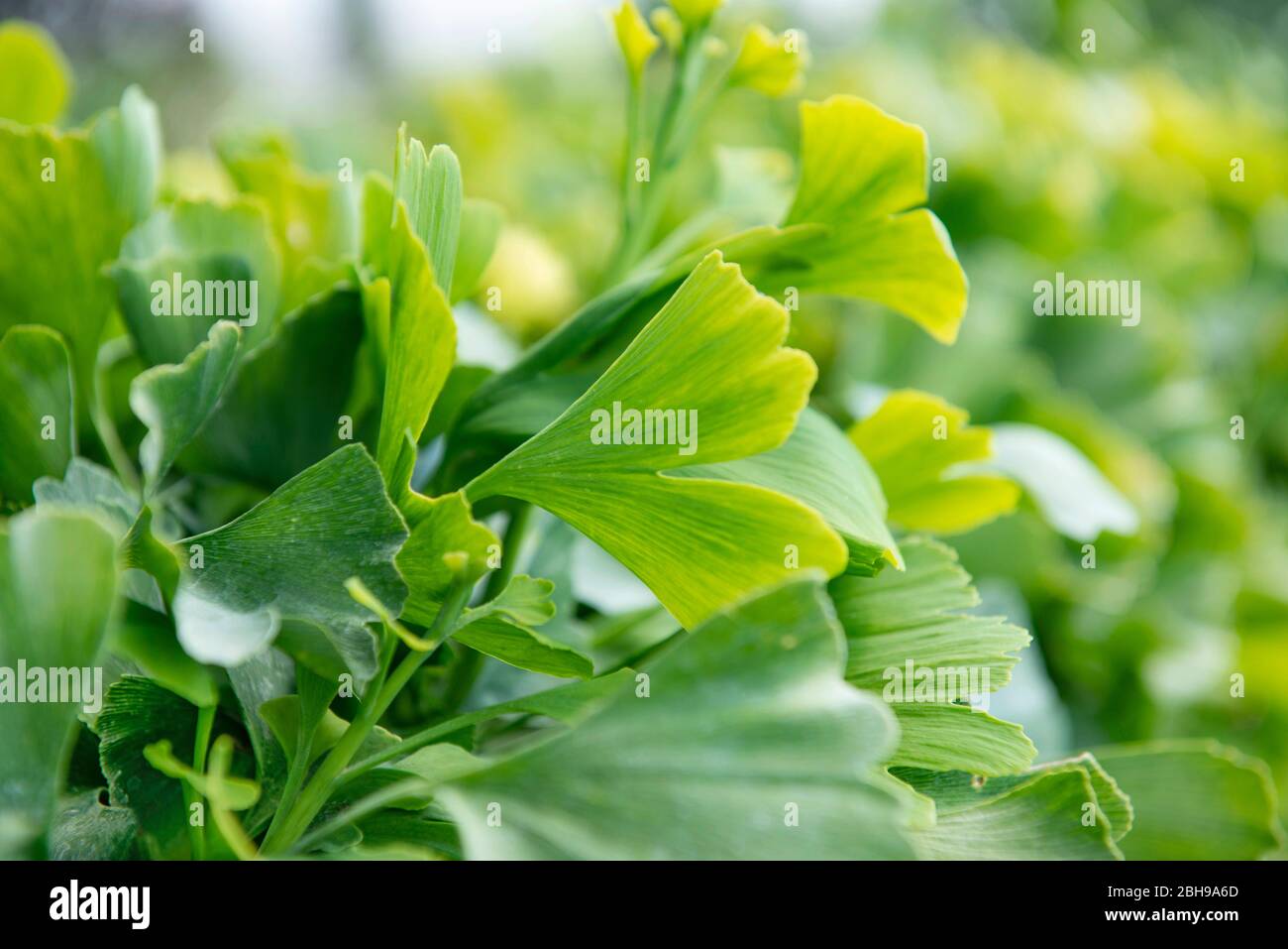 Ginkgo, ginkgo biloba, jardin, été Banque D'Images