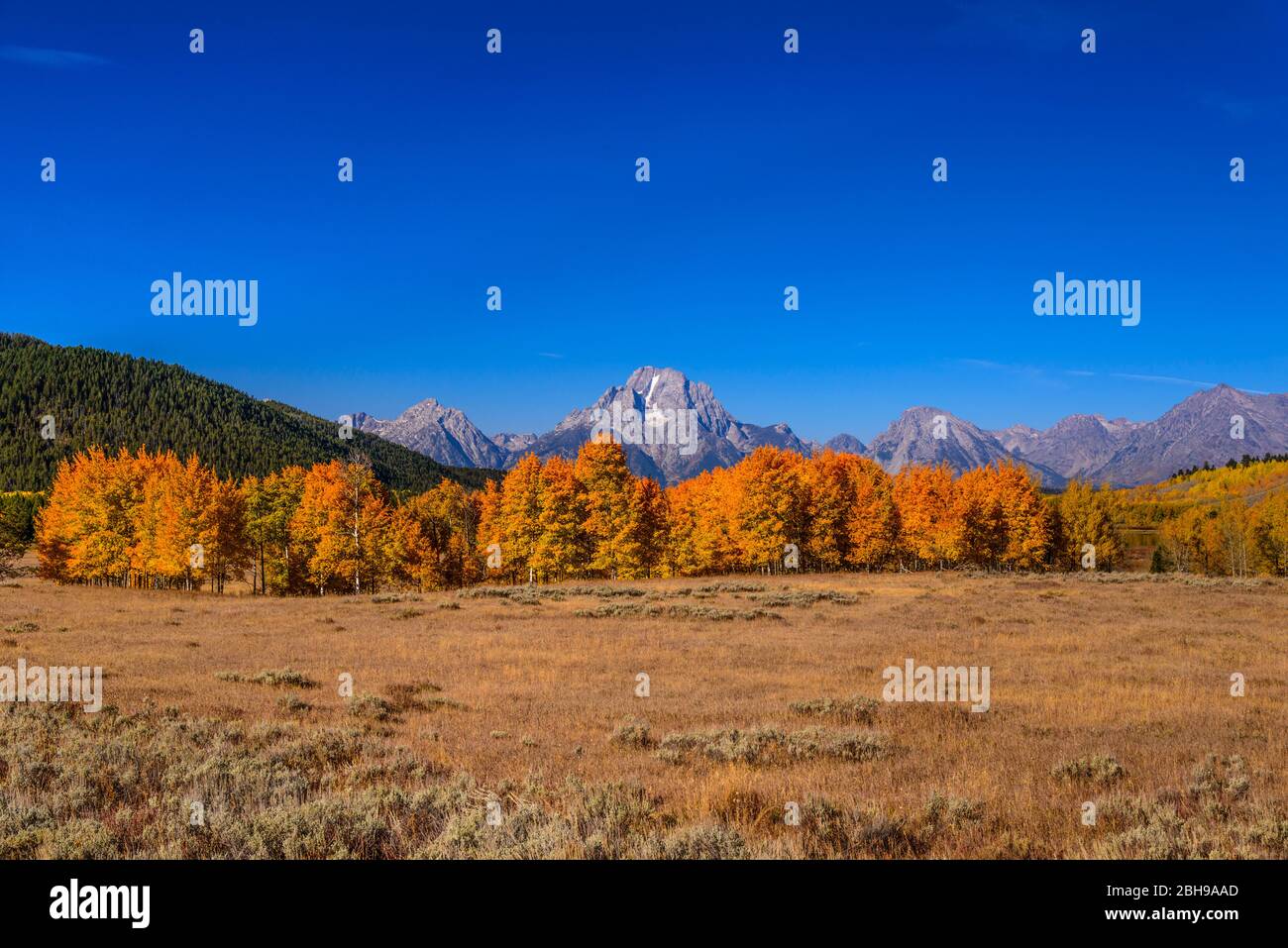 États-Unis, Wyoming, Grand Teton National Park, Moose, Teton Range mit Mount Moran, Blick nahe Oxbow Bend Banque D'Images