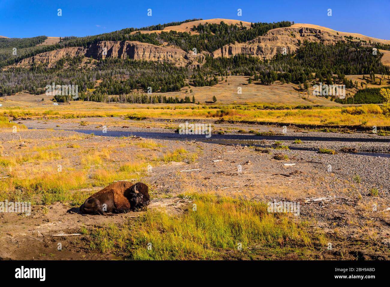 États-Unis, Wyoming, parc national de Yellowstone, Tower-Roosevelt, Lamar Valley, Soda Butte Creek, Bisonbulle Banque D'Images