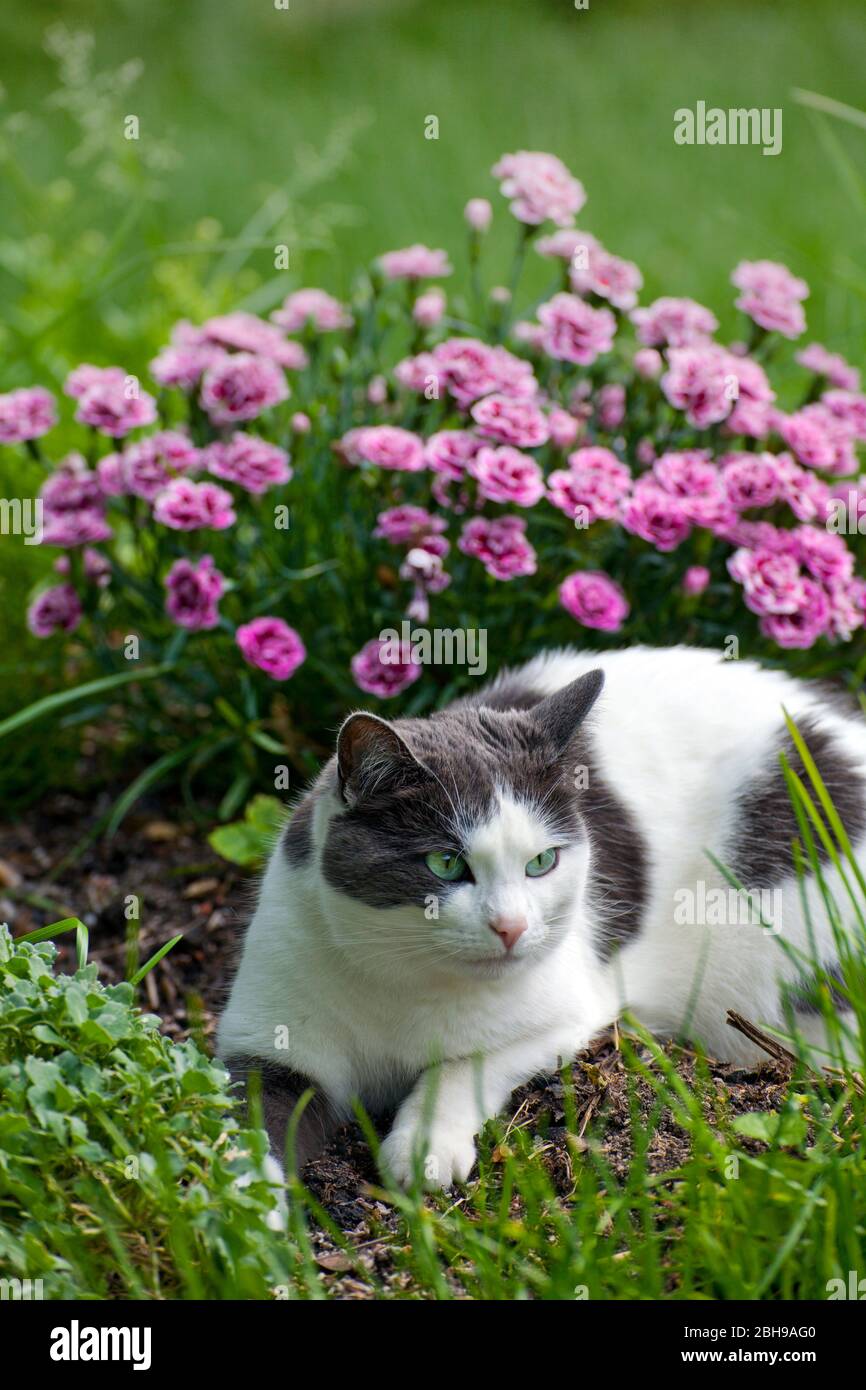 Le Chat Noir Blanc Se Cache Dans Le Jardin Fleuri Photo Stock Alamy