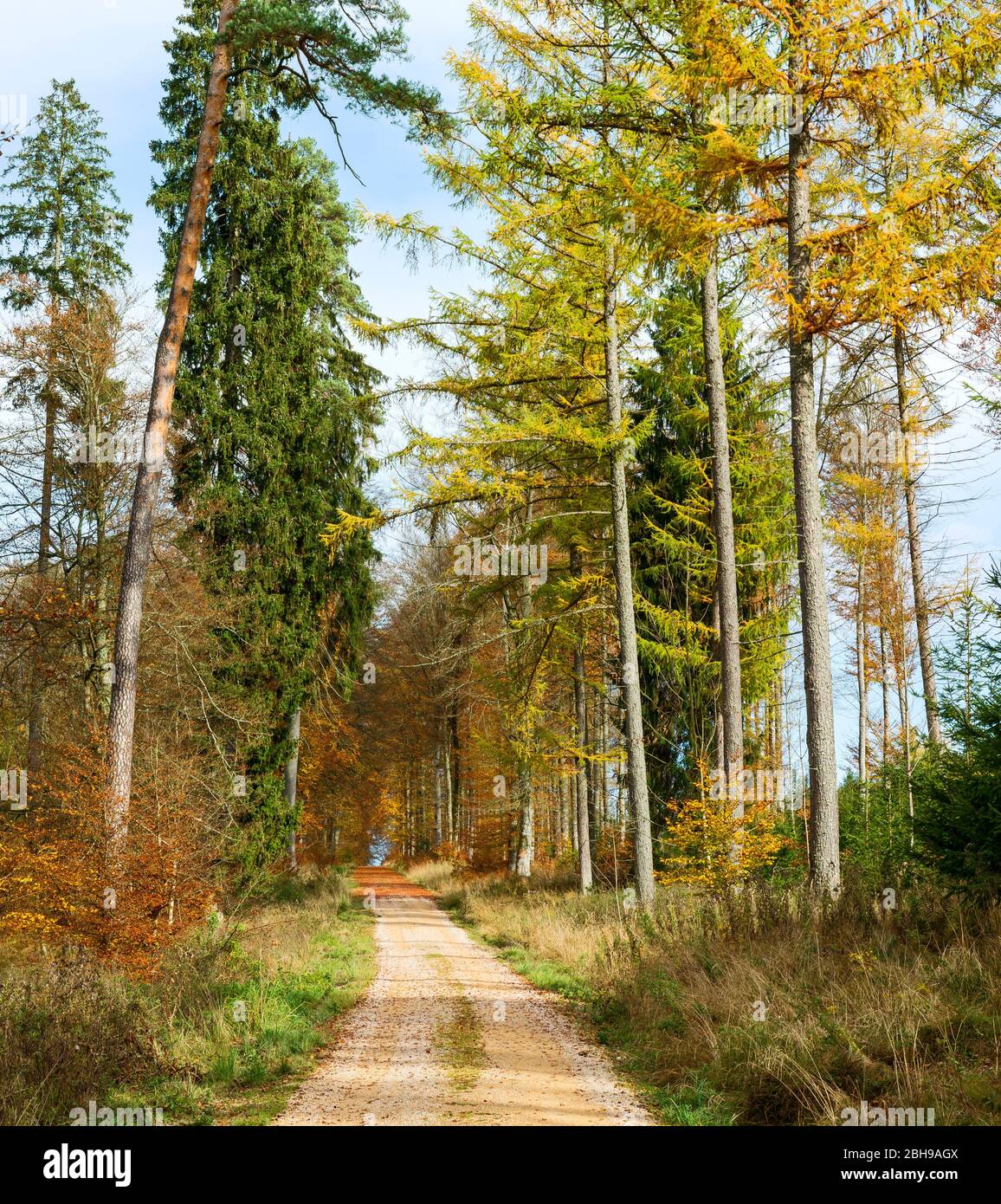 Allemagne, Bade-Wurtemberg, Sigmaringen, chemin à travers la forêt mixte de conifères dans la forêt Josefslust, un terrain de chasse de la Maison de Hohenzollern. Le parc Josefslust est ouvert au public comme zone de loisirs. Banque D'Images