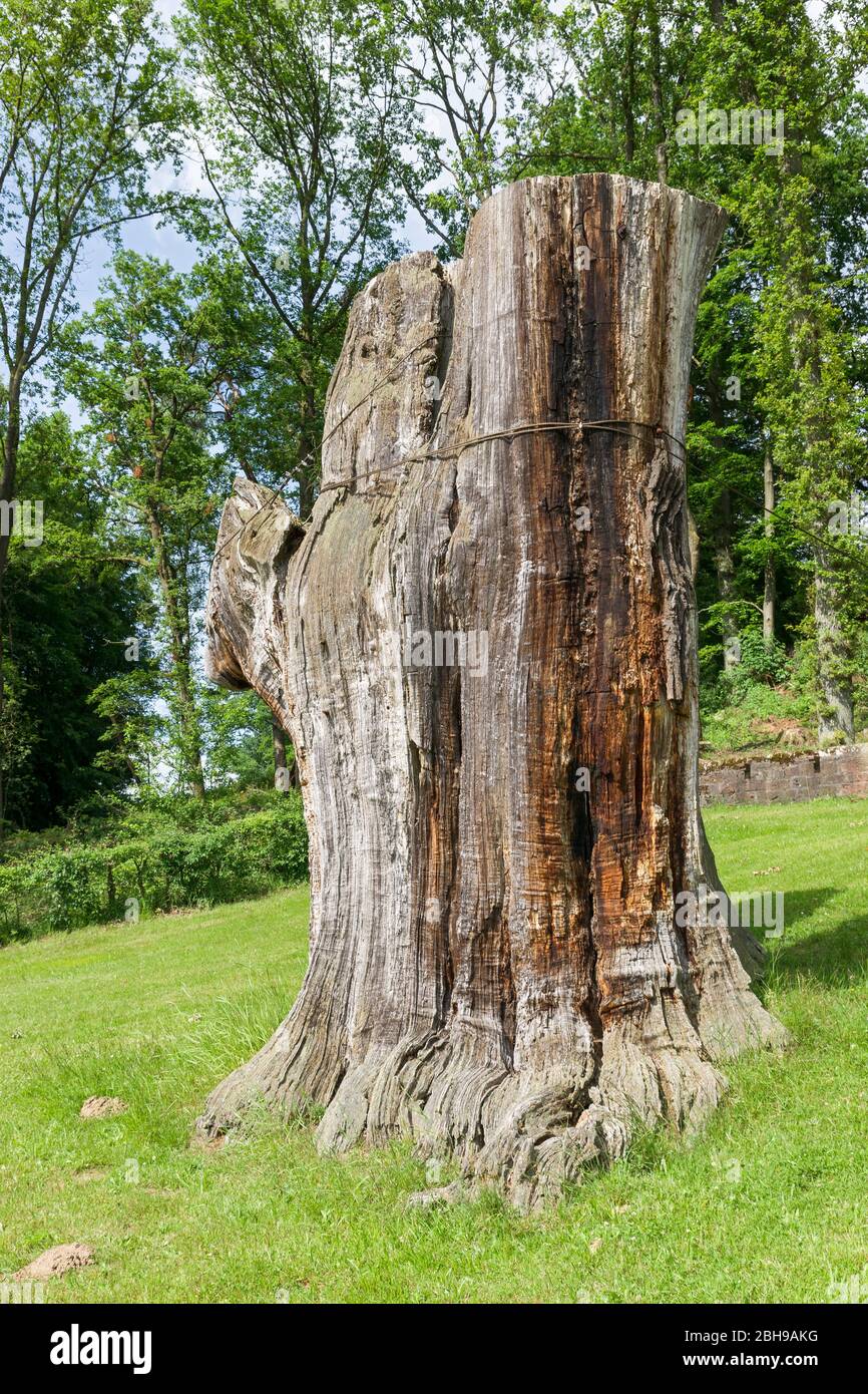 Allemagne, Hesse, Beerfelden, Odenwald, 'épais chêne' à Airlenbach. Pour des raisons de sécurité, le chêne épais a été coupé en décembre 2012 sur une bosse de près de cinq mètres de haut Banque D'Images