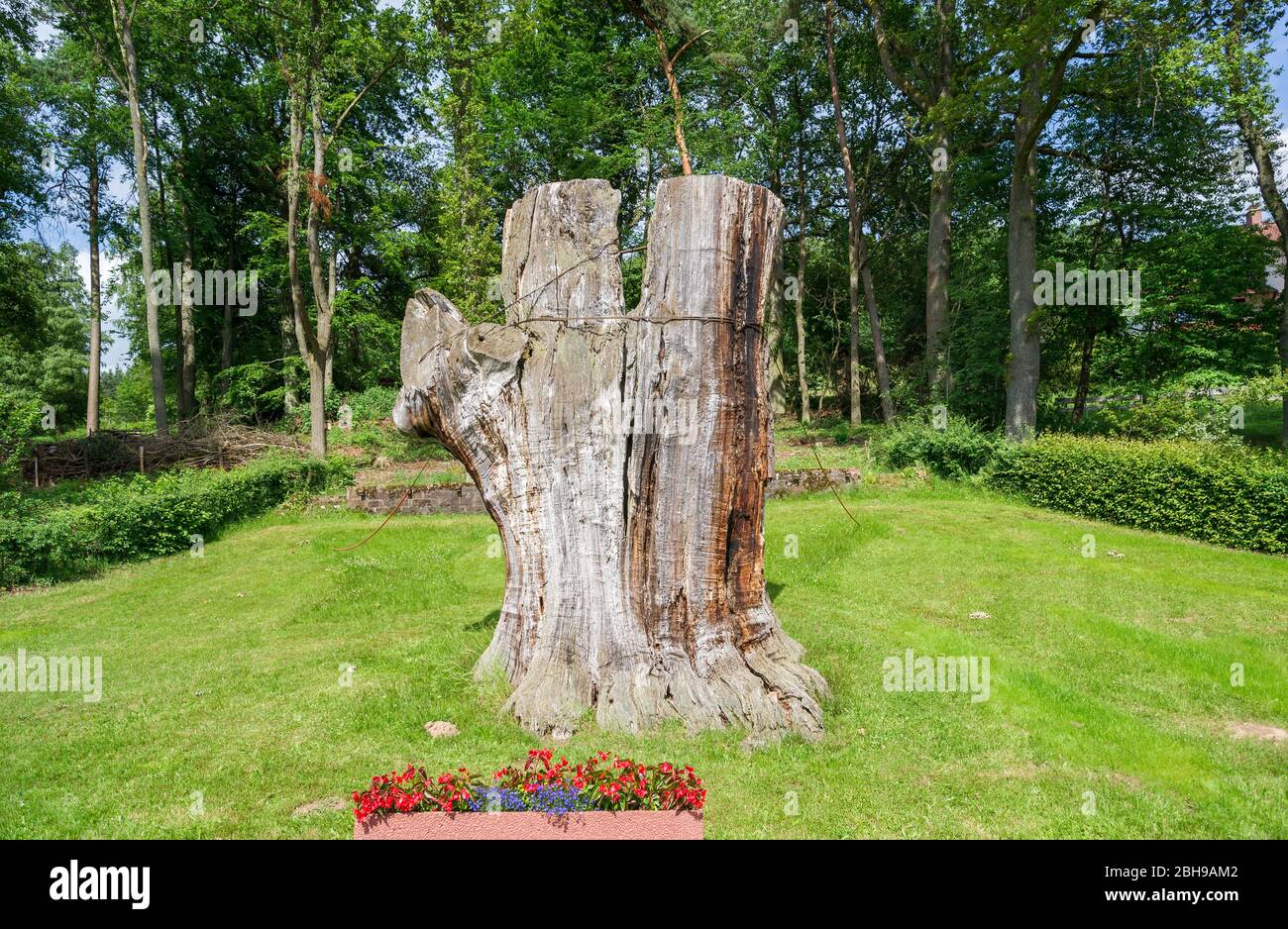 Allemagne, Hesse, Beerfelden, Odenwald, 'épais chêne' à Airlenbach. Pour des raisons de sécurité, le chêne épais a été coupé en décembre 2012 sur une bosse de près de cinq mètres de haut Banque D'Images