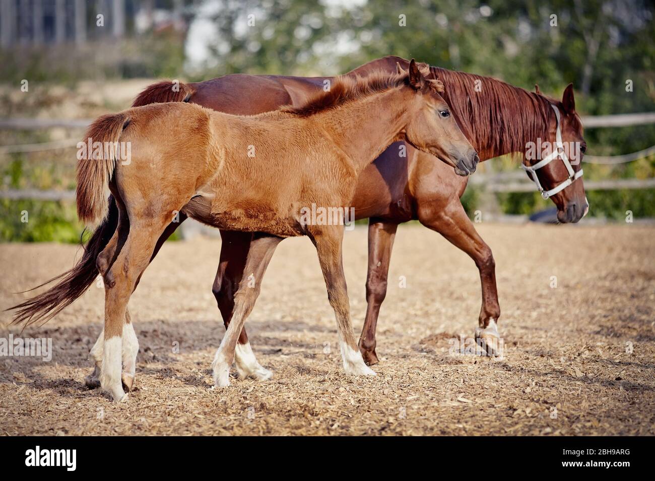 Rouge colt avec jambes blanches avec une mare rouge marchant dans le paddock.petit cheval. Banque D'Images