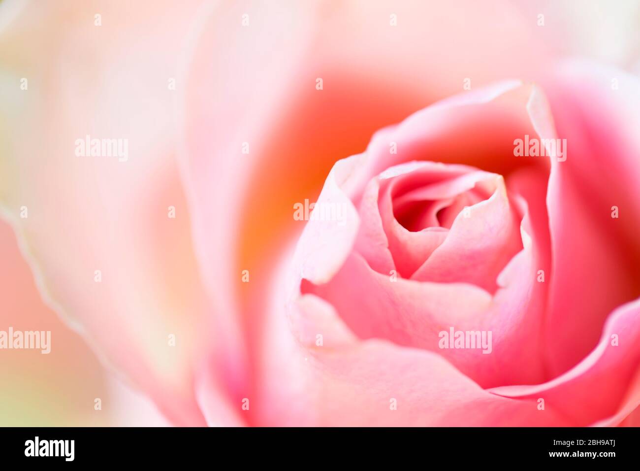 rosebud, couleur rose pastel, gros plan Banque D'Images