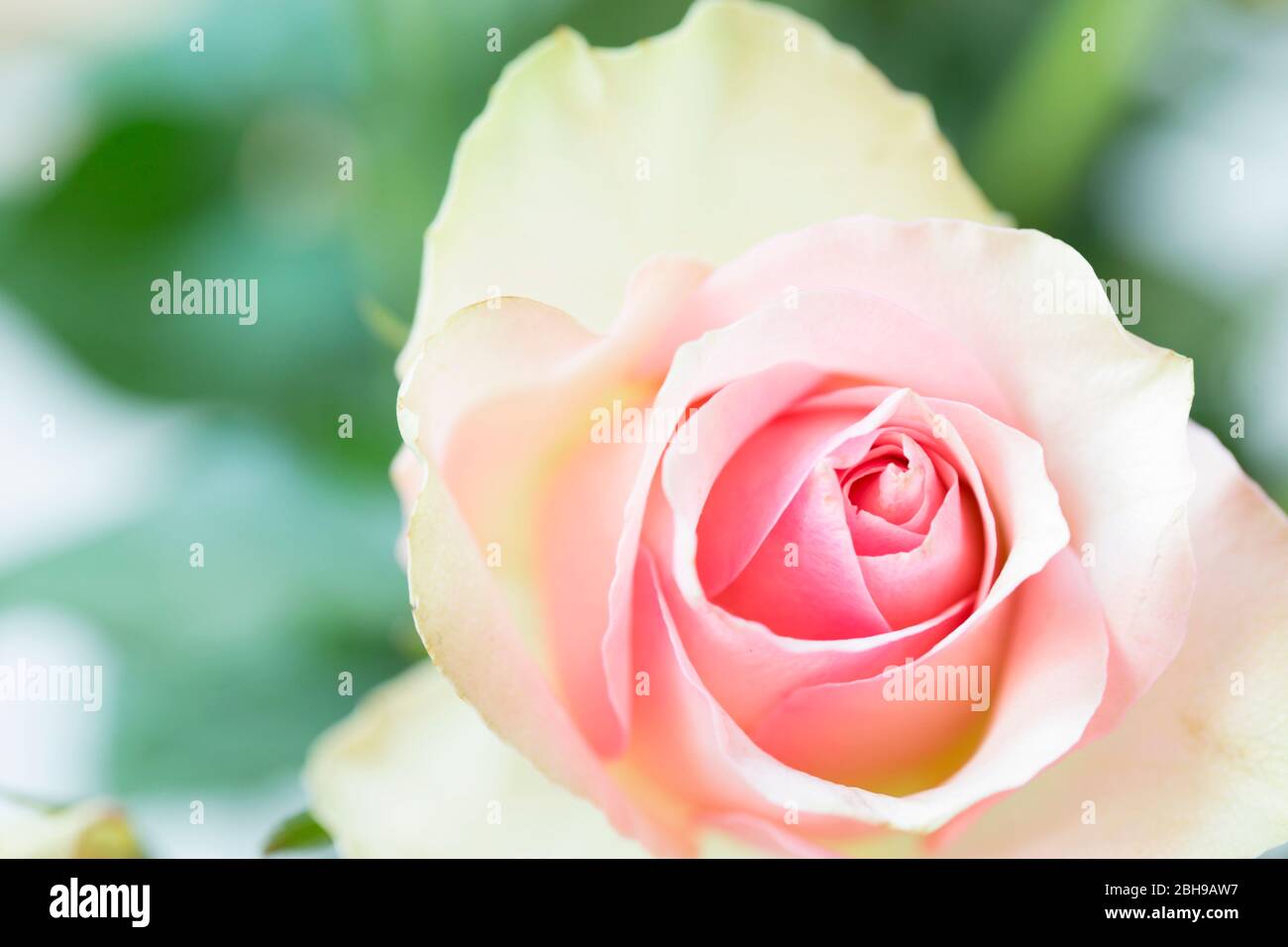 rosebud, couleur rose pastel, gros plan Banque D'Images