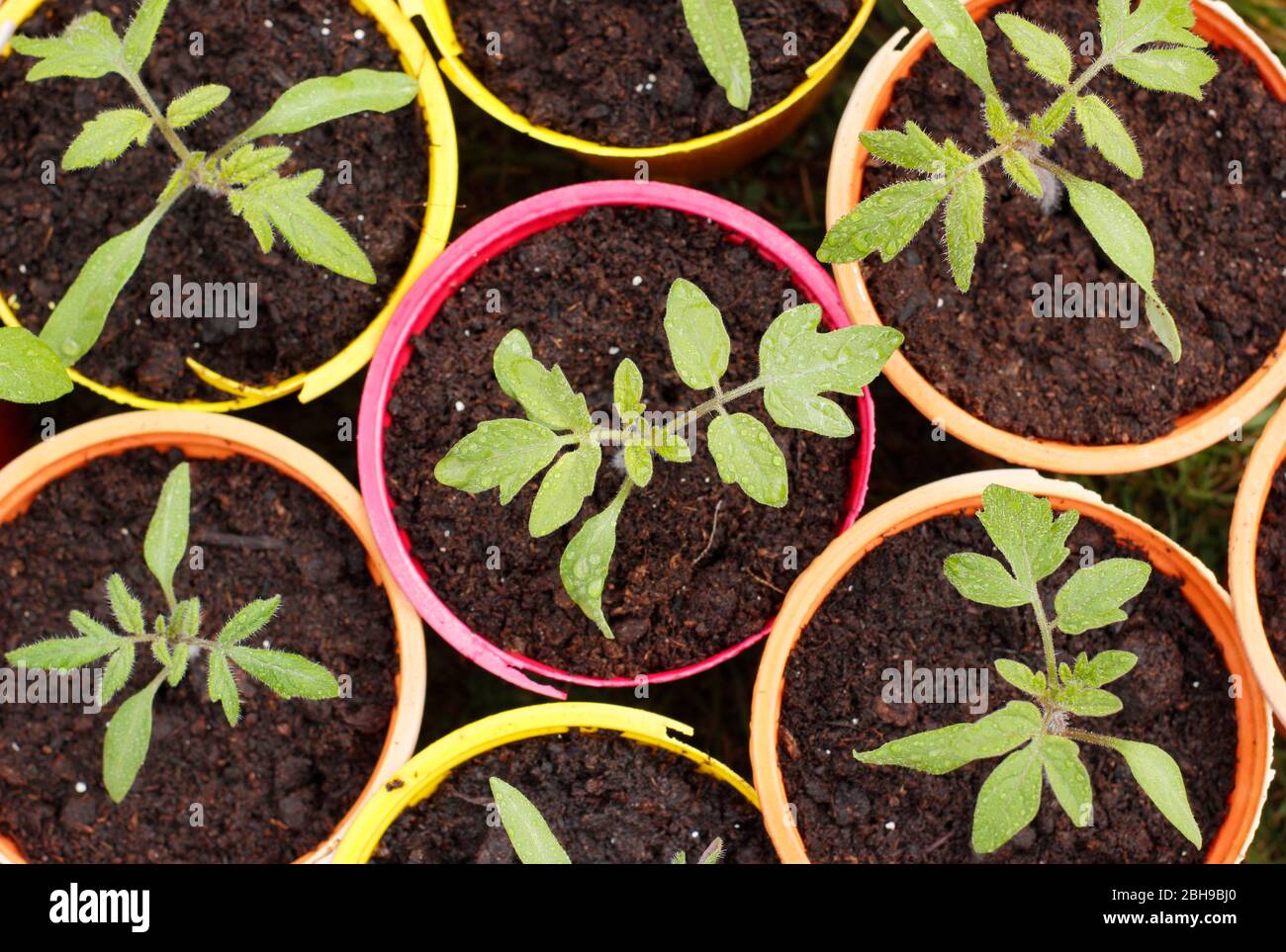 Solanum lycopersicum 'Alicante'. Plantules de tomates dans des pots de plantes en plastique réutilisés. Banque D'Images