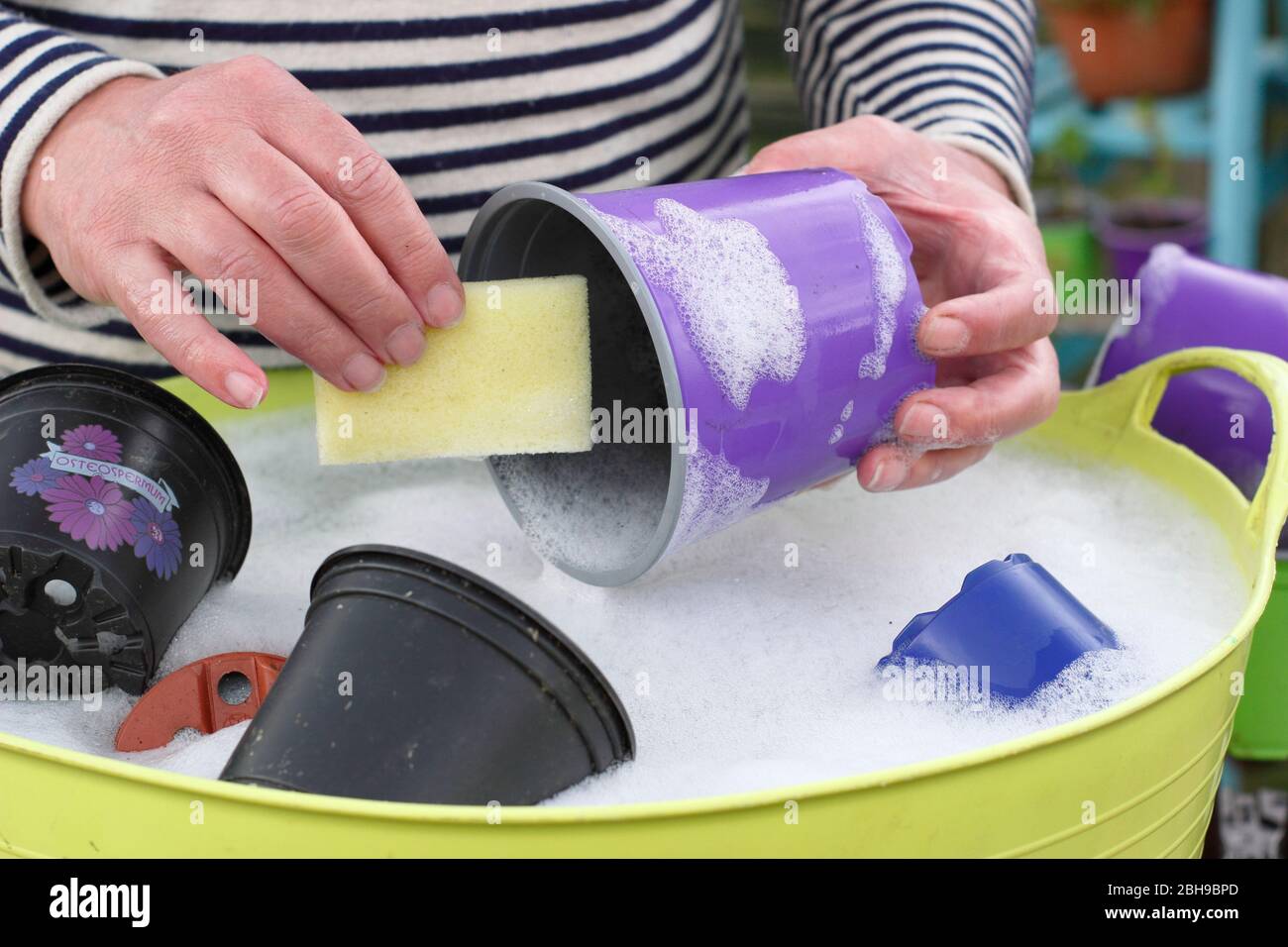 Lavage des pots de plantes en plastique pour recyclage. Banque D'Images