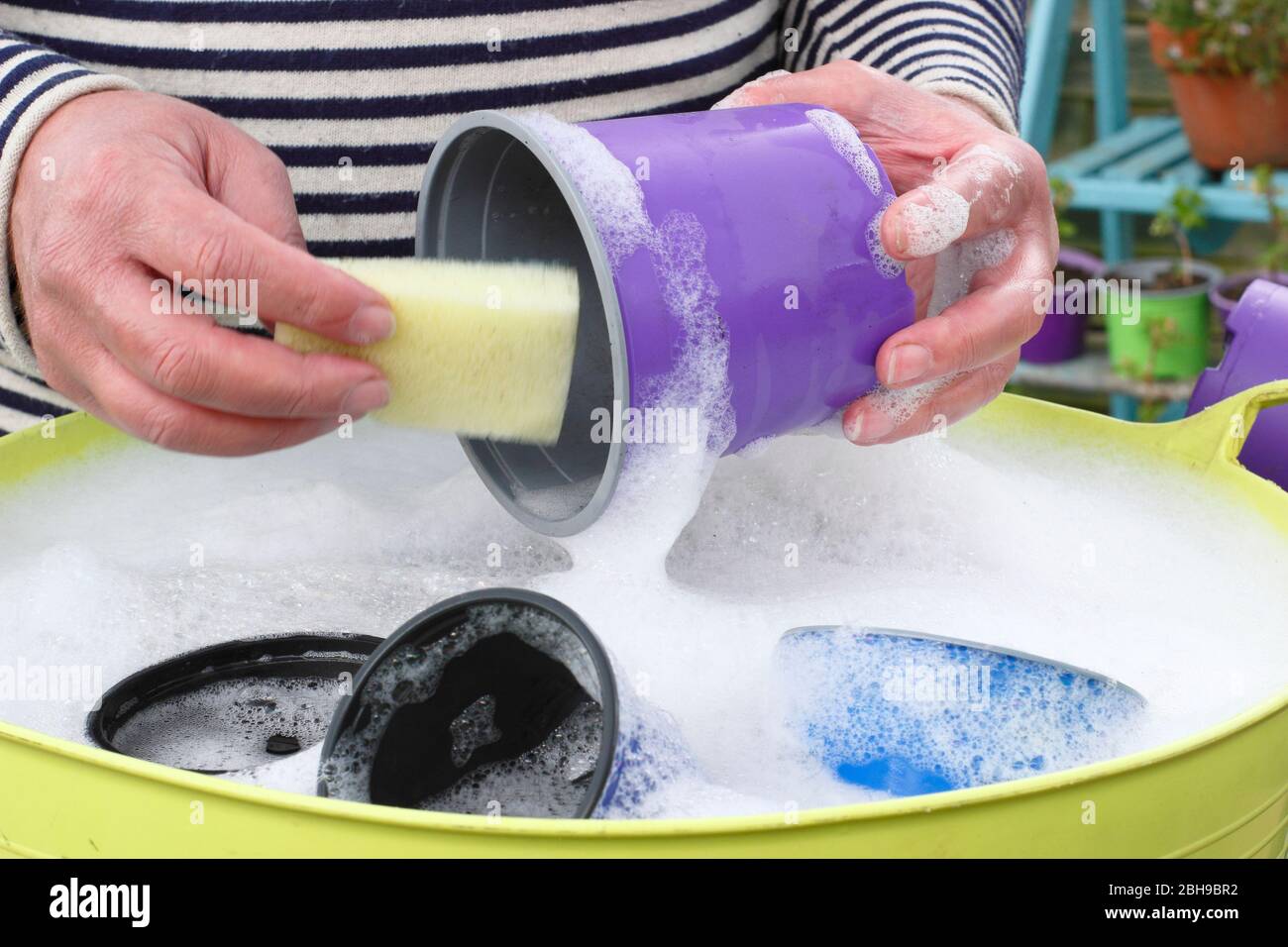 Lavage des pots de plantes en plastique pour recyclage. Banque D'Images