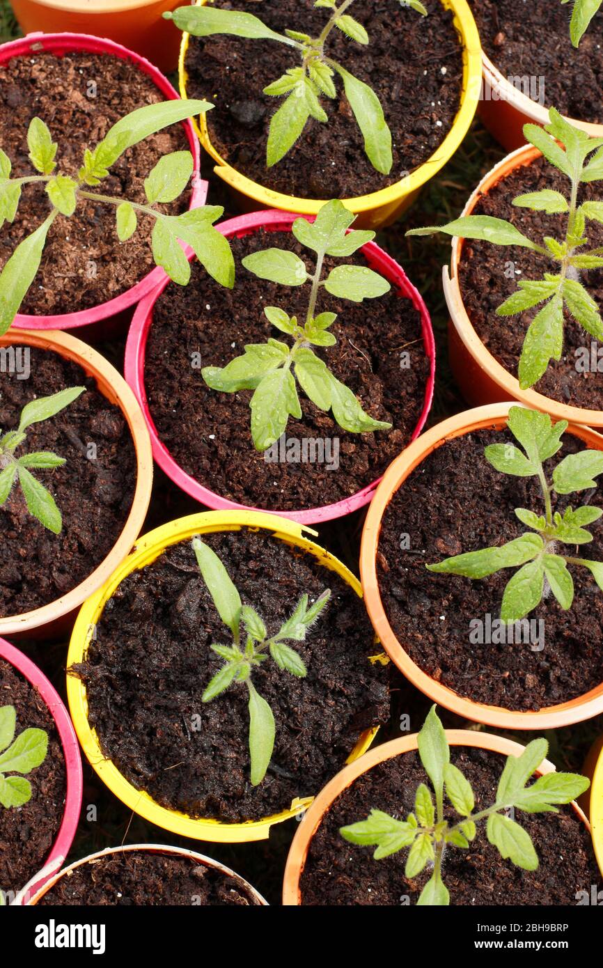 Solanum lycopersicum 'Alicante'. Plantules de tomates dans des pots de plantes en plastique réutilisés. Banque D'Images