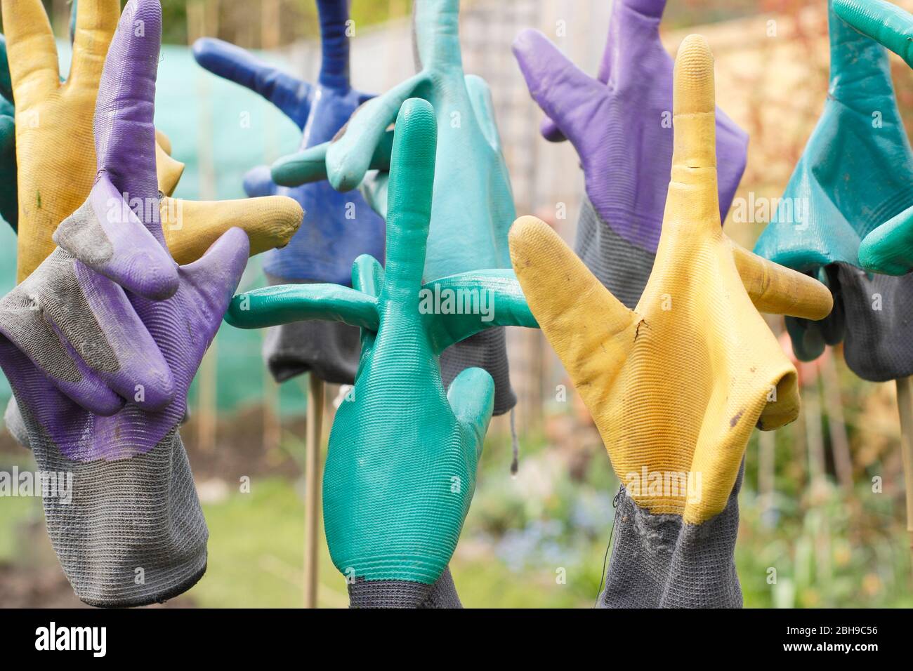 Sécher des gants de jardinage fraîchement lavés sur des cannes de bambou dans un jardin Banque D'Images