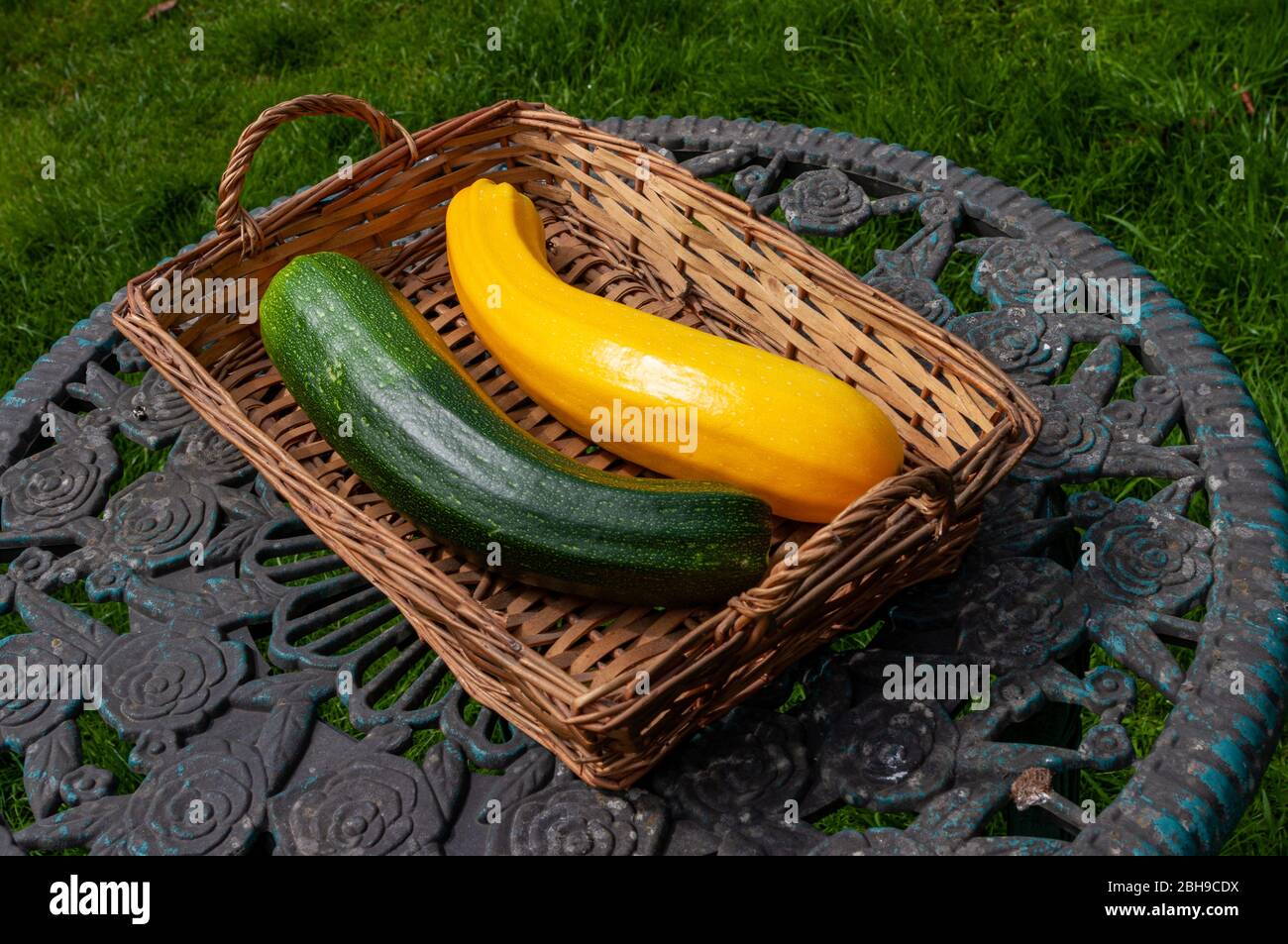 Une courgette verte et une cougette jaune dans le panier dans le jardin. Banque D'Images Une courgette verte et une cougette jaune dans le panier dans le jardin. Banque D'Images