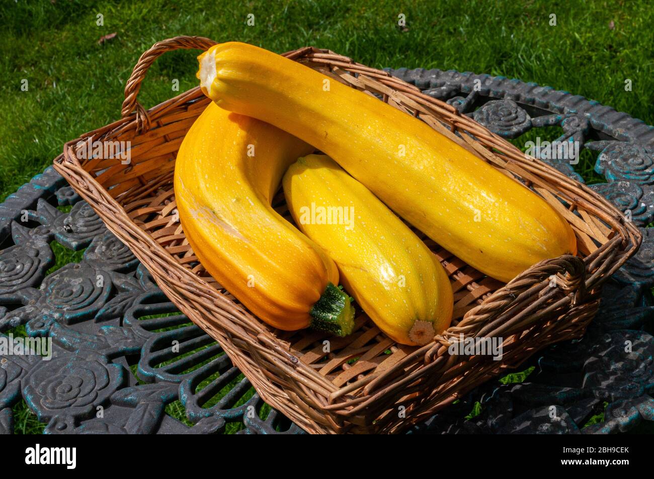 Courgettes jaunes cultivées en taille de moelle dans le panier dans le jardin à l'extérieur. Banque D'Images Courgettes jaunes cultivées en taille de moelle dans le panier dans le jardin à l'extérieur. Banque D'Images