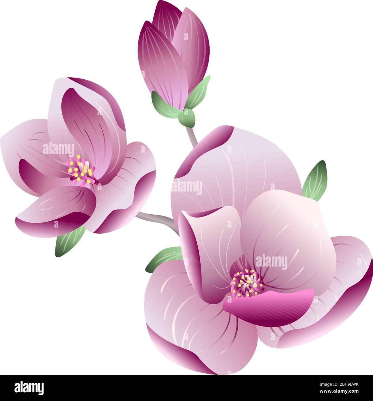 Vecteur beau gradient rose Magnolia fleurs sur une branche sur fond blanc pour mariage ou carte de vœux, bannière, conception d'affiche. Concept de ressort Illustration de Vecteur