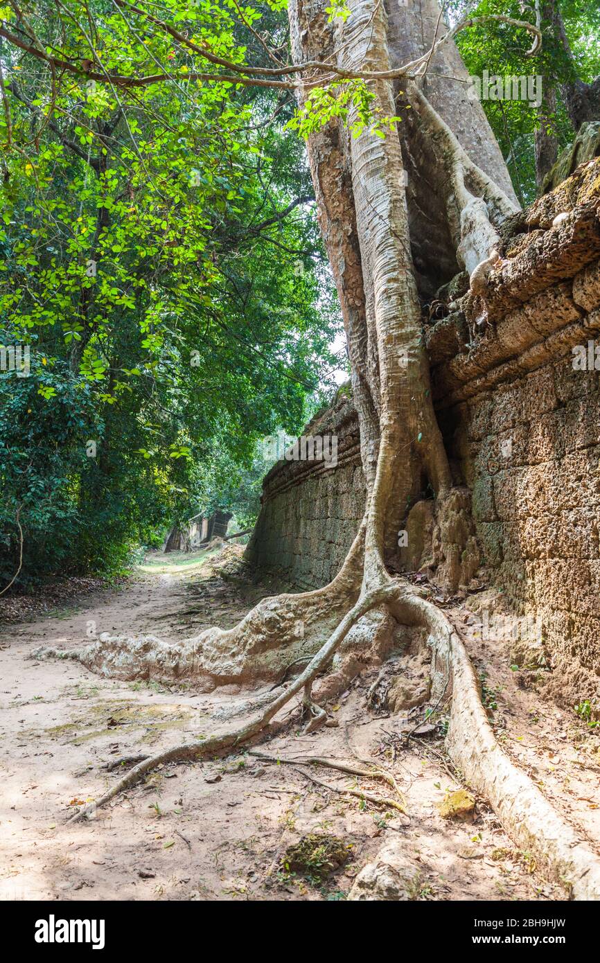 Cambodge, Angkor, Temple de Preah Khan et arbre Banque D'Images